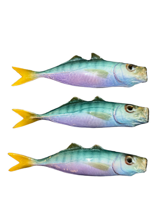 Sugarello - Horse Mackerel