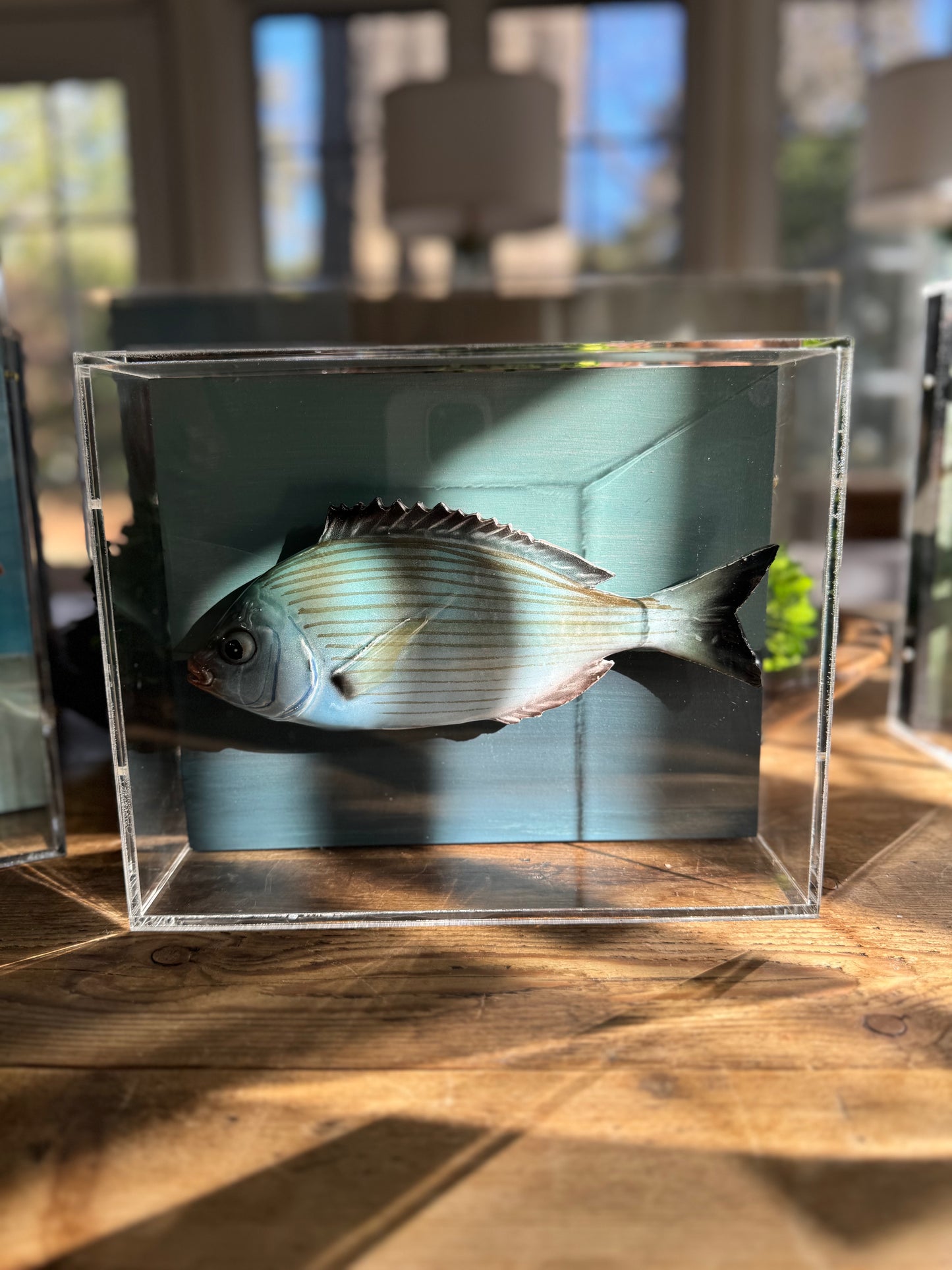 Black Seabream - 8"x10"