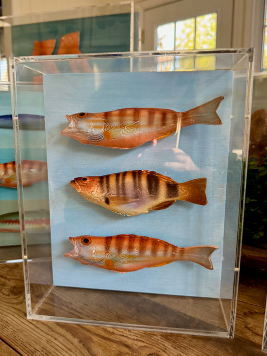 Comber Trio - Swimming Left   8"x10"