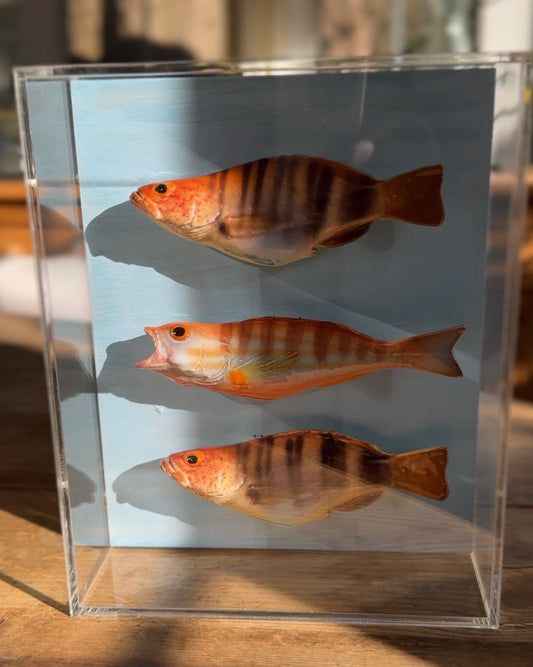 Comber Trio - Swimming Left     8"x10"