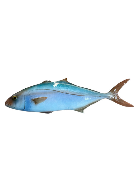 Ricciola - Amberjack