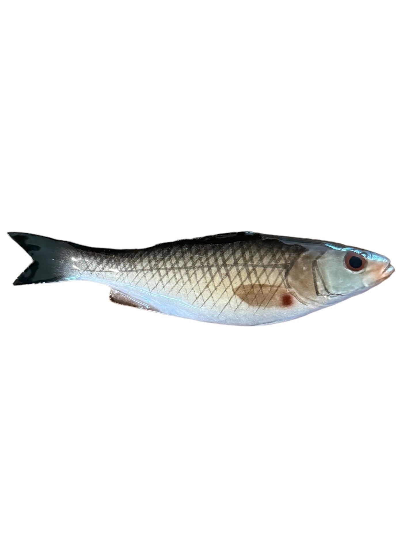Spigola Piccola - Small Sea Bass