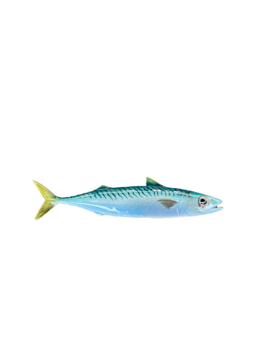 Sgombro - Atlantic Mackerel
