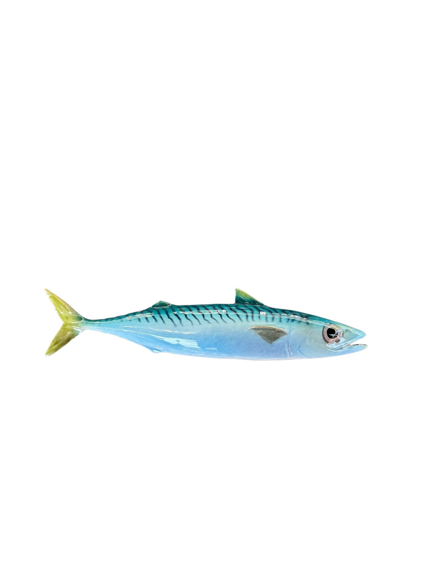 Sgombro - Atlantic Mackerel