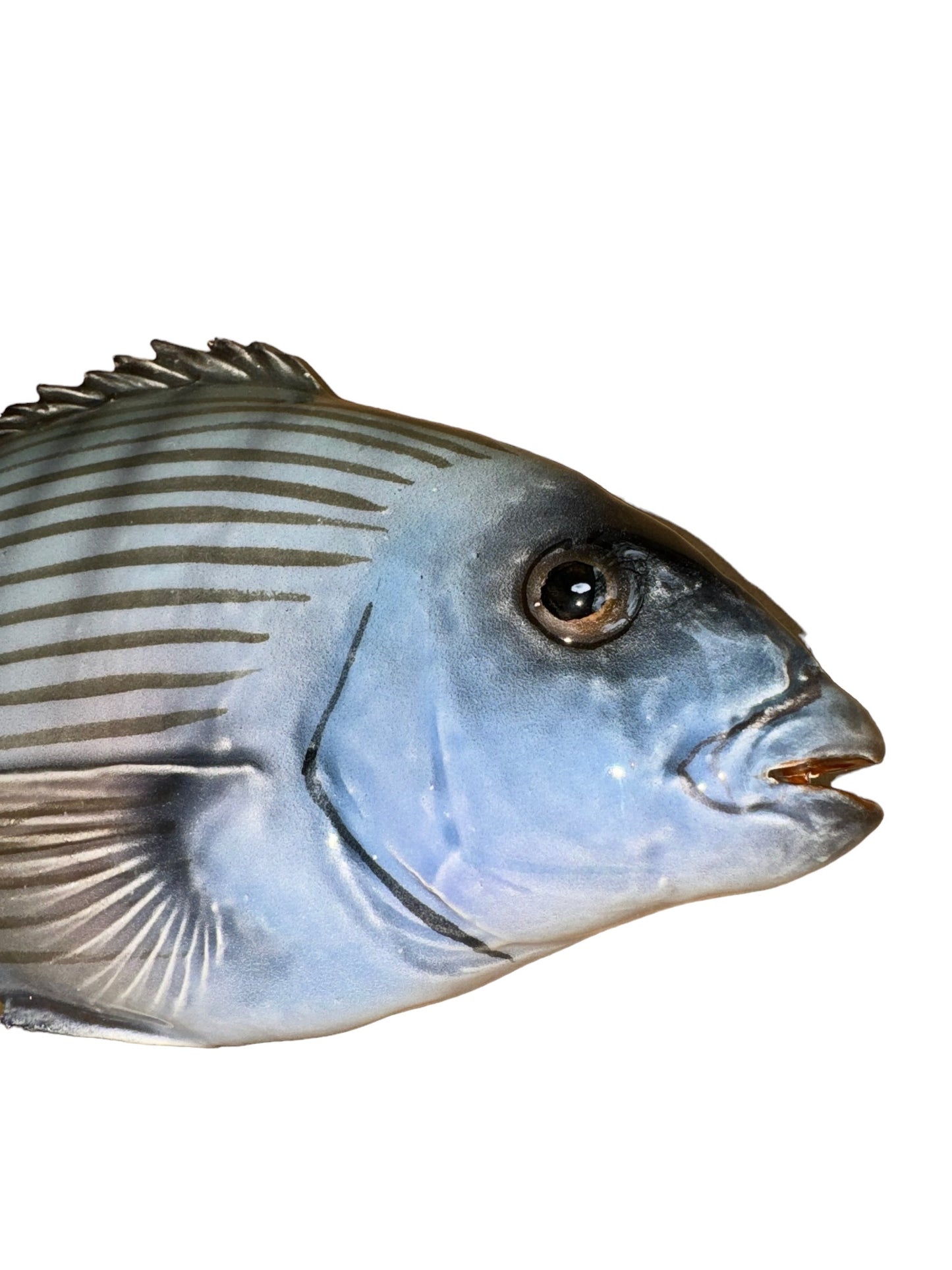 Sarago Grande - Big White Sea Bream