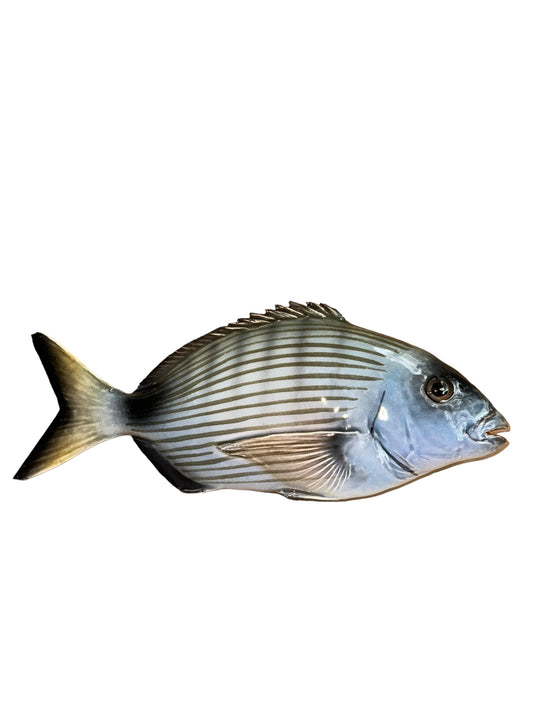 Sarago Grande - Big White Sea Bream