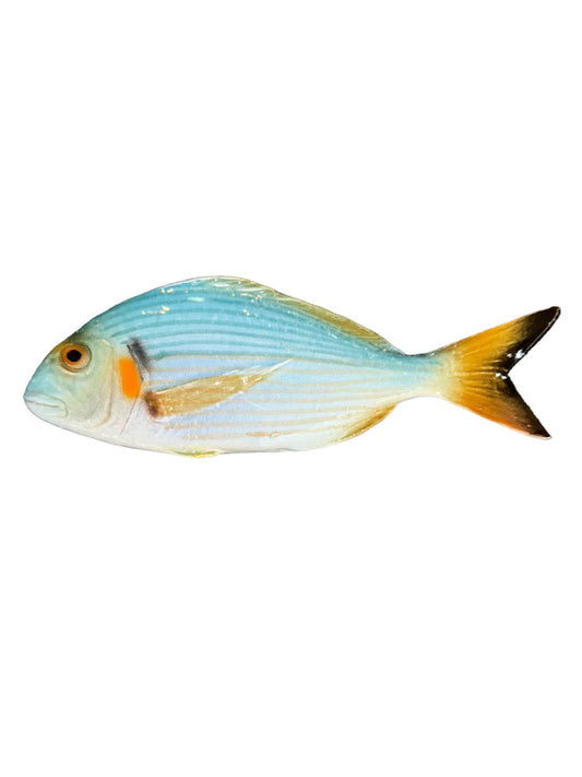 Orata - Gilt-head Sea Bream