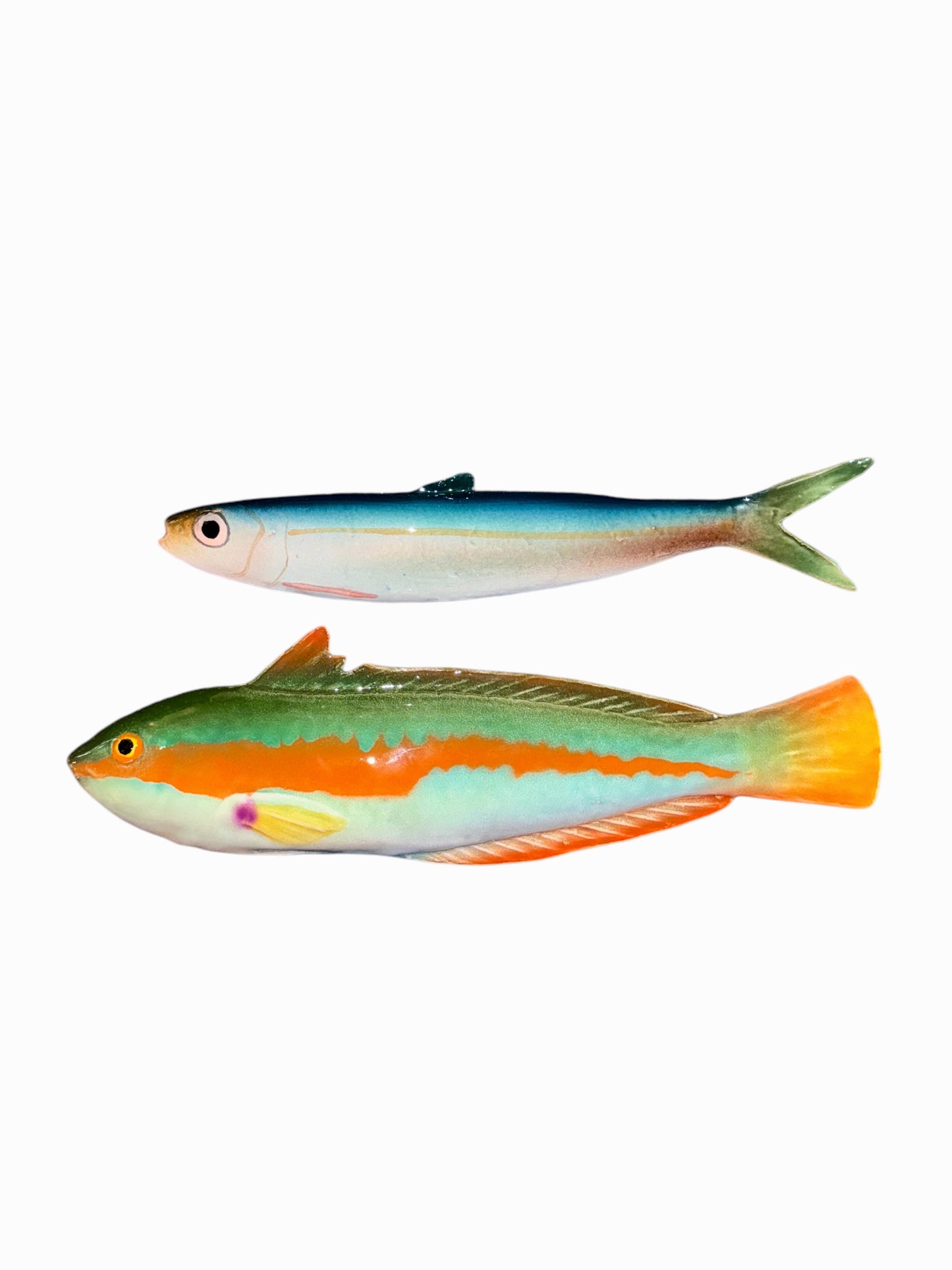 Pesce Re Grande - Big Rainbow Wrasse