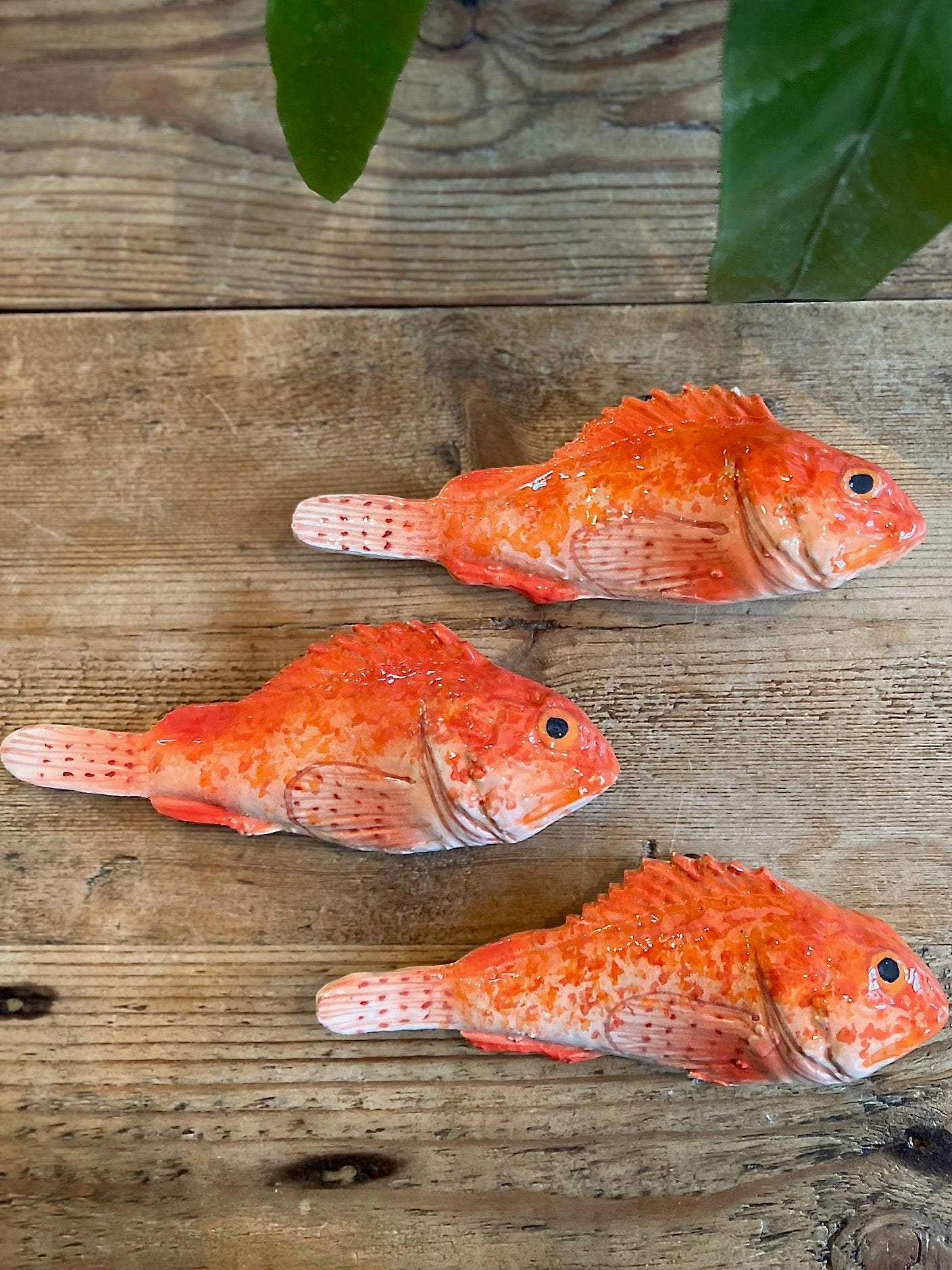 Scorfano - Small Red Rockfish