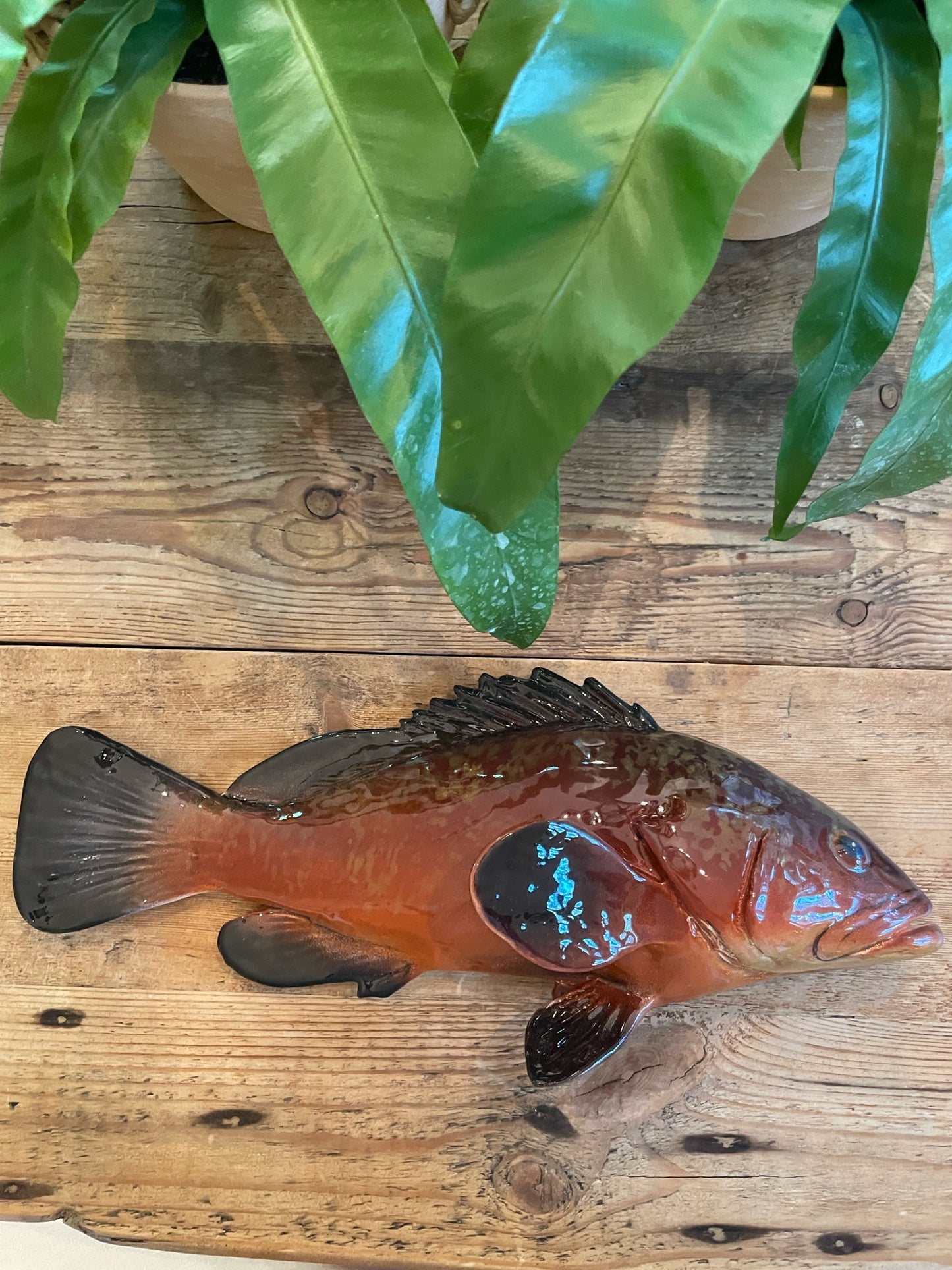 Cernia Grande - Large Dusky Grouper
