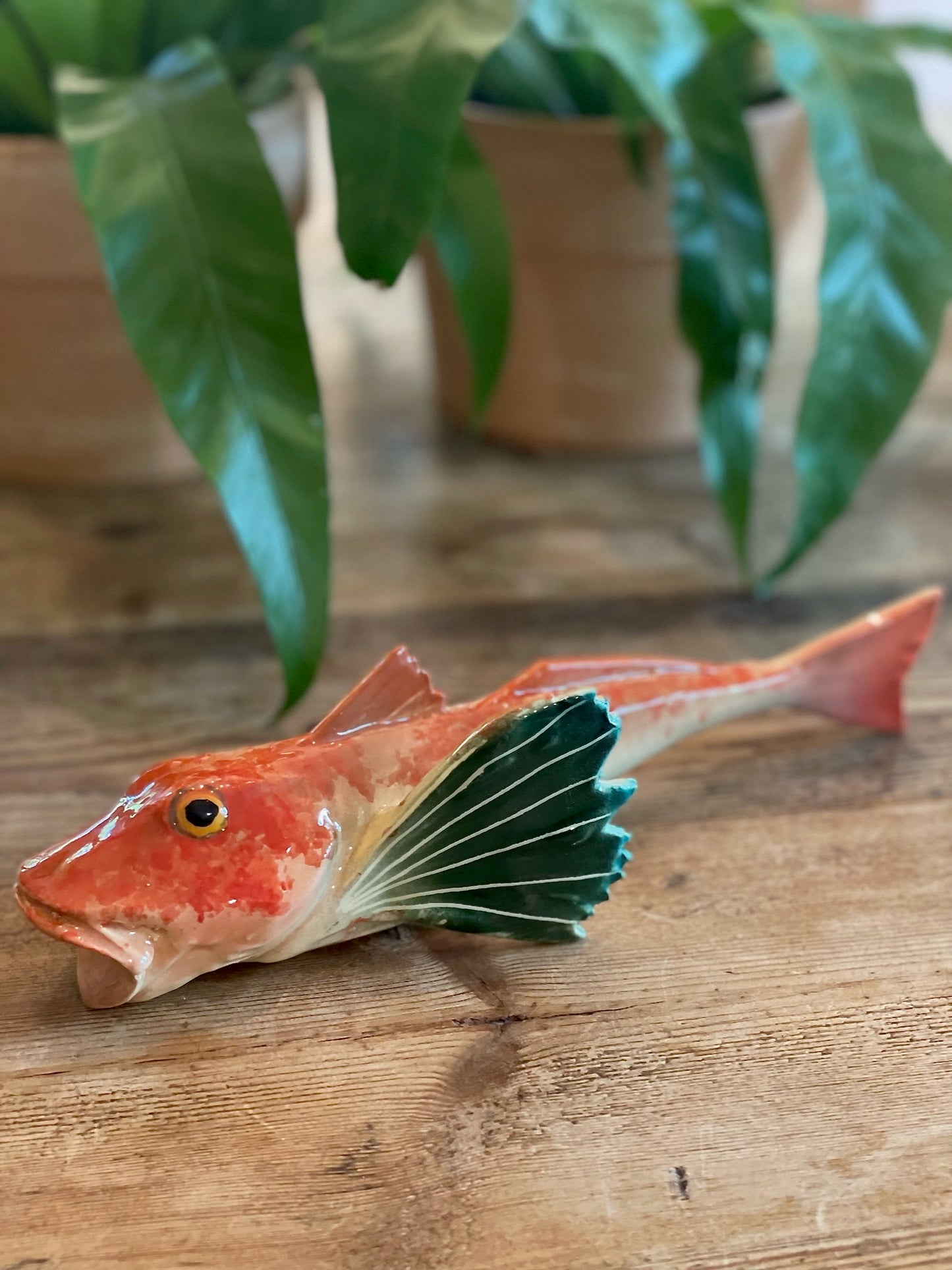 Gallinella - Tub Gunard/ Dog Fish