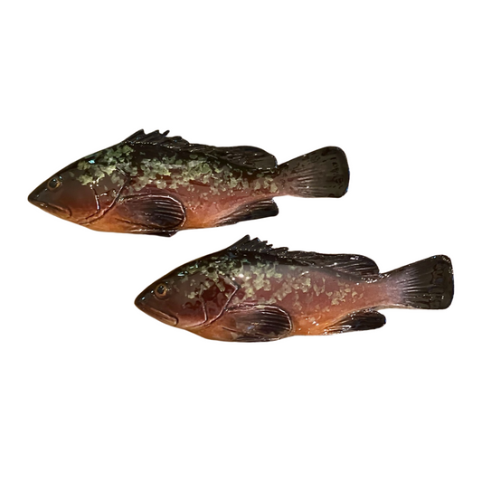 Cernia Piccolo - Dusky Grouper