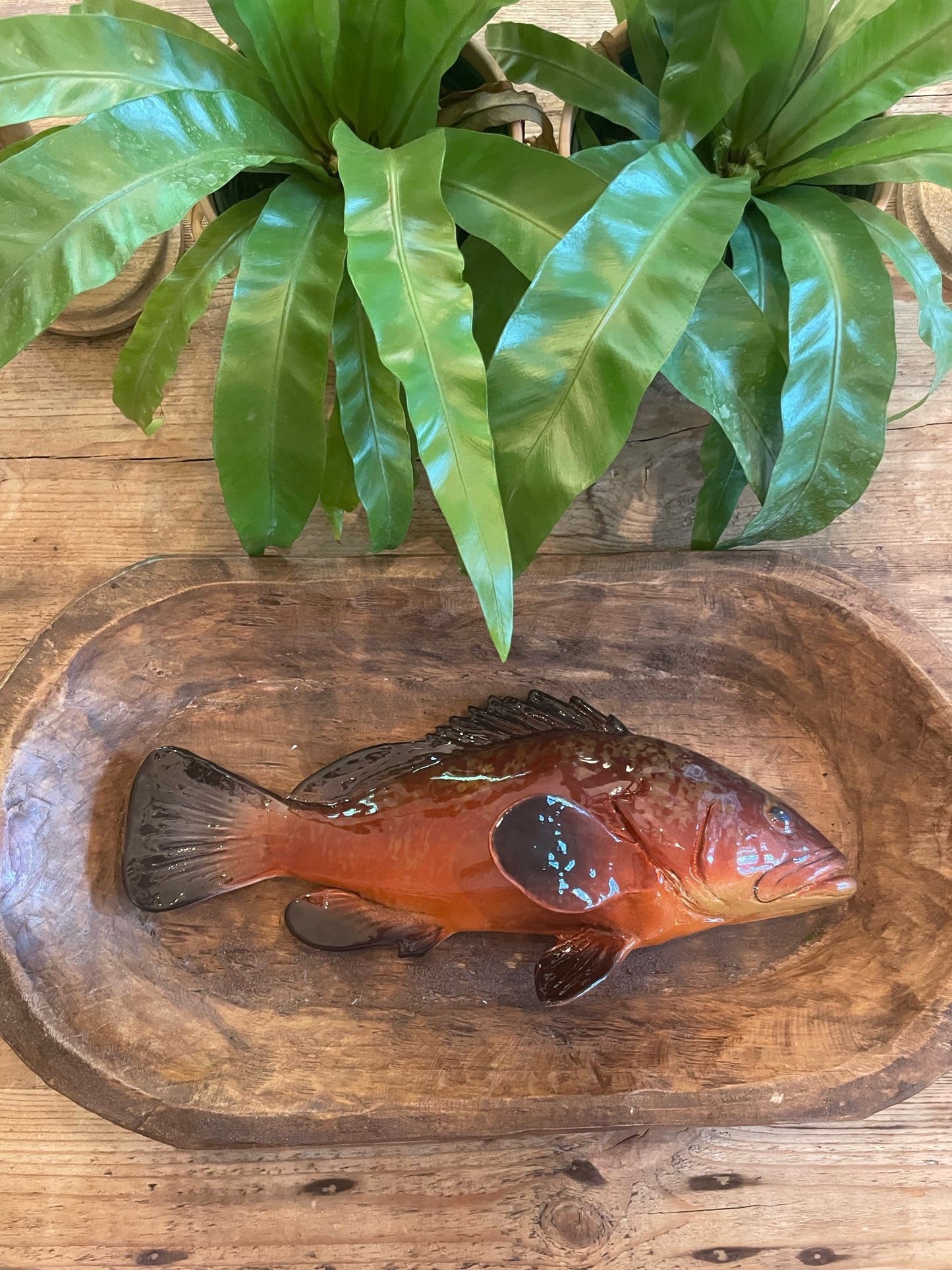 Cernia Grande - Large Dusky Grouper