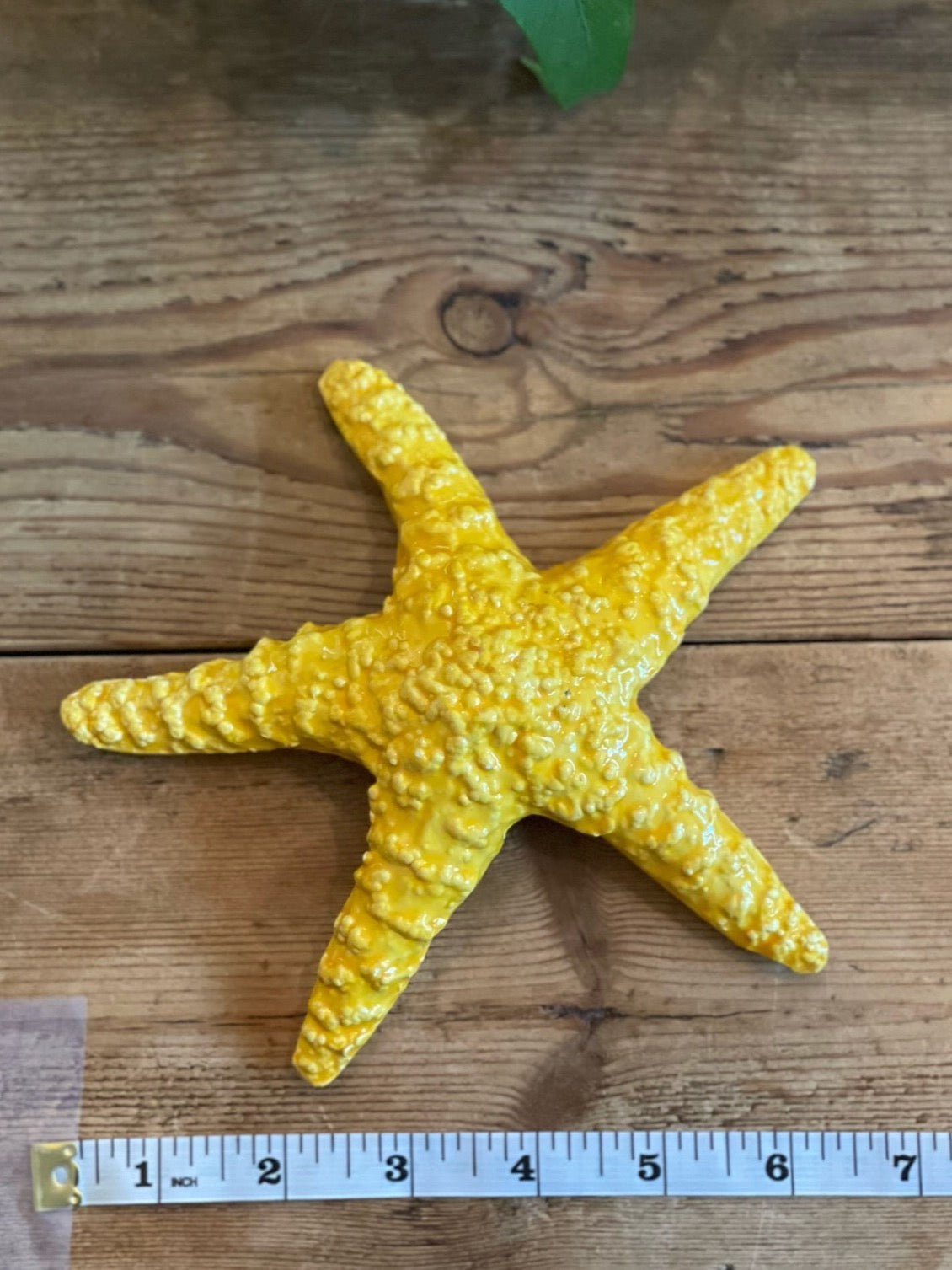Stella Gialla - Yellow Starfish
