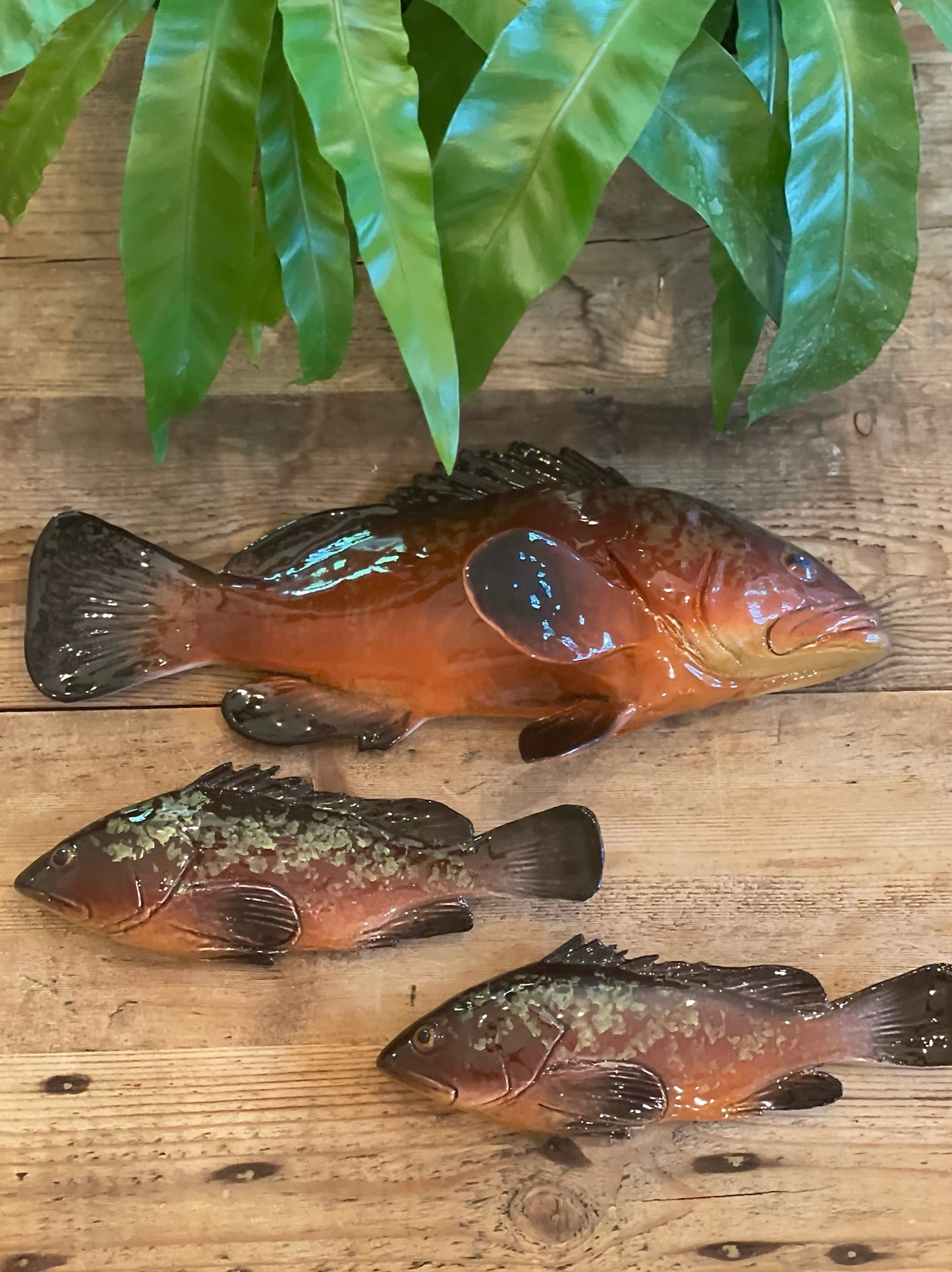 Cernia Piccolo - Dusky Grouper