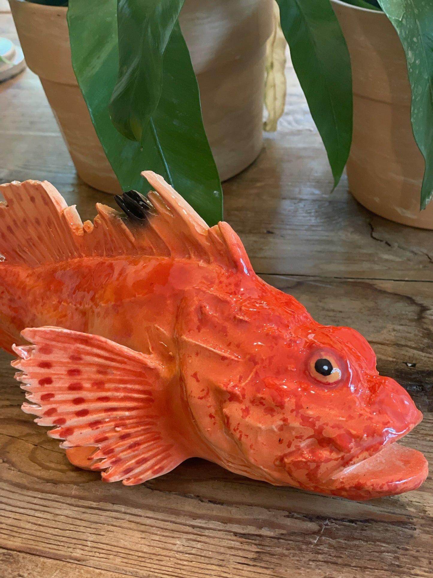 Cipolla - Red Scorpianfish