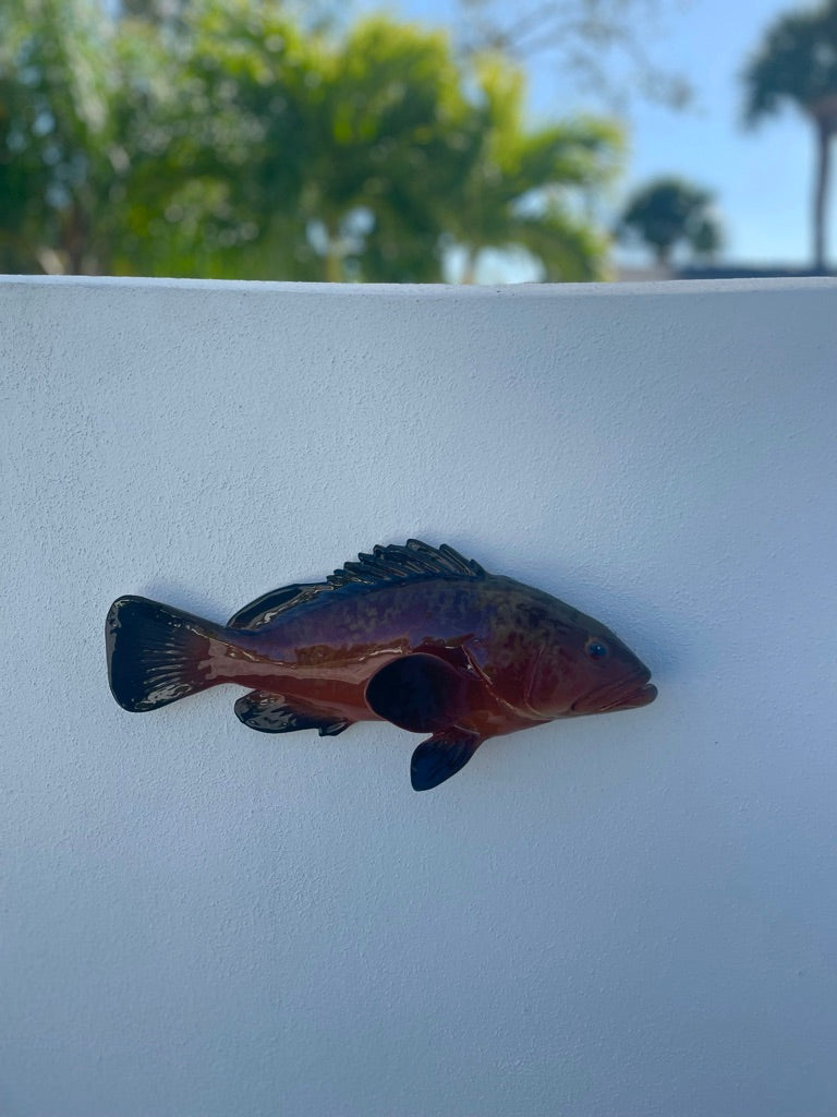 Cernia Grande - Large Dusky Grouper