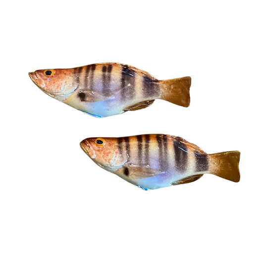 Sciarrano - Painted Comber