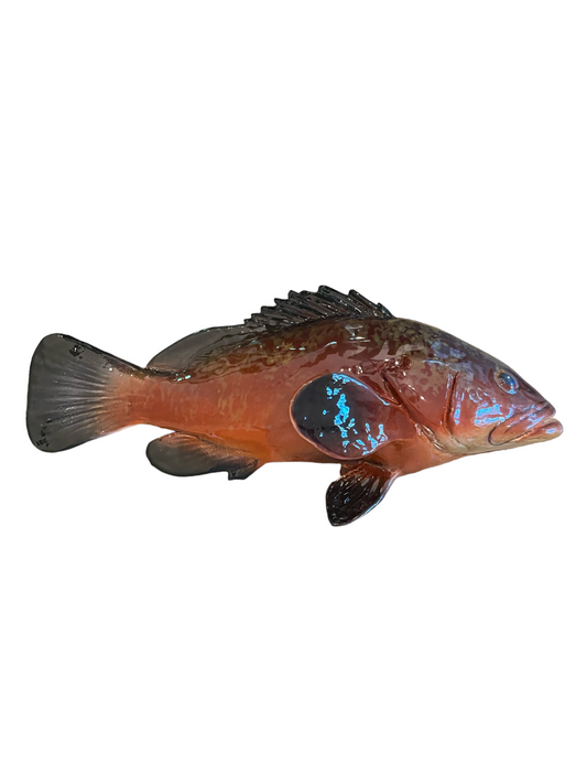 Cernia Grande - Large Dusky Grouper