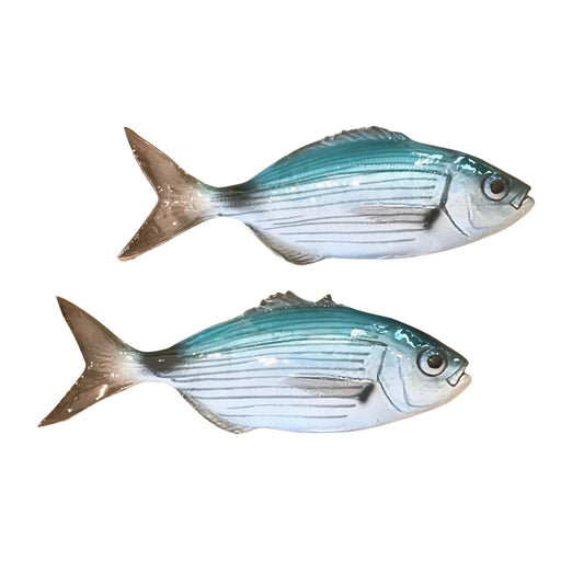 Occhiata - Saddled Sea Bream