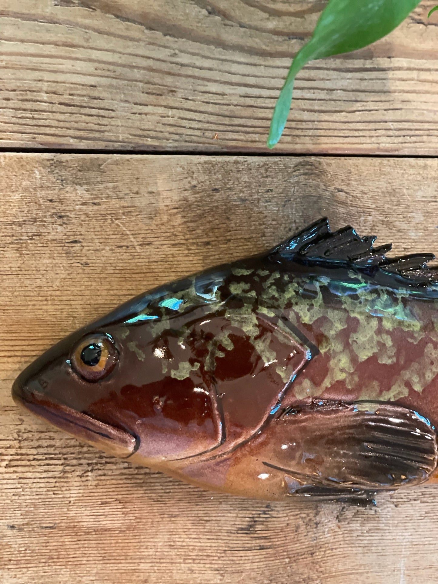 Cernia Piccolo - Dusky Grouper