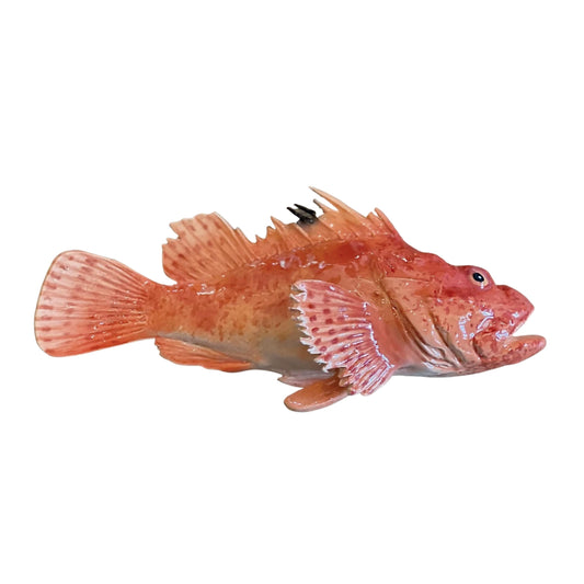 Cipolla - Red Scorpianfish