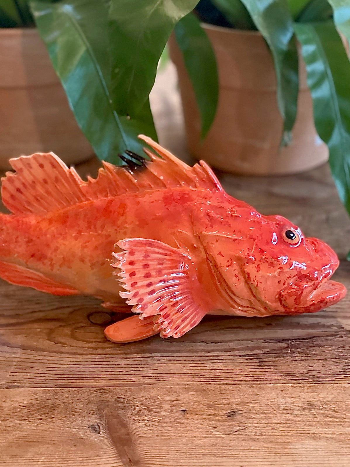Cipolla - Red Scorpianfish