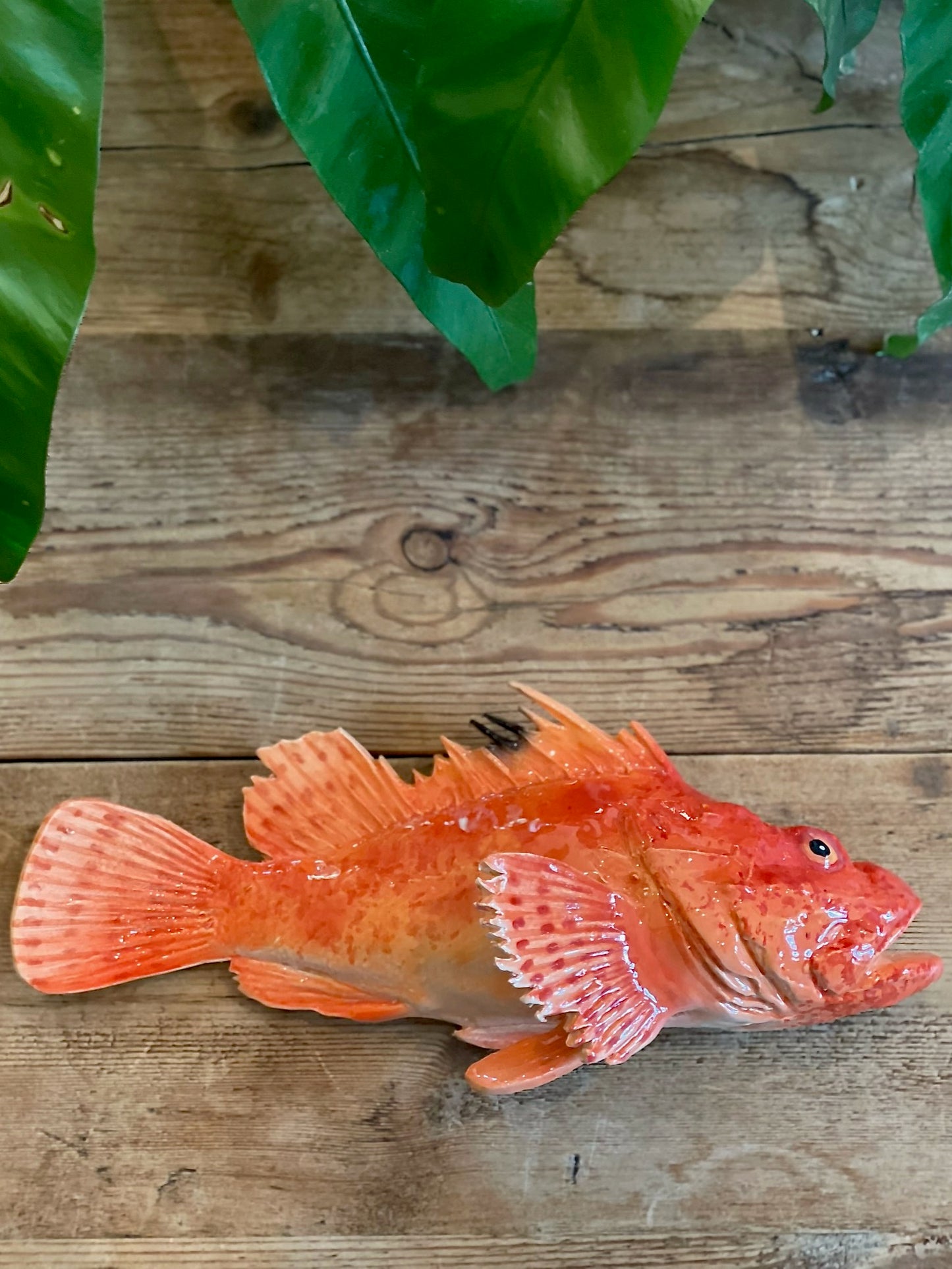 Cipolla - Red Scorpianfish