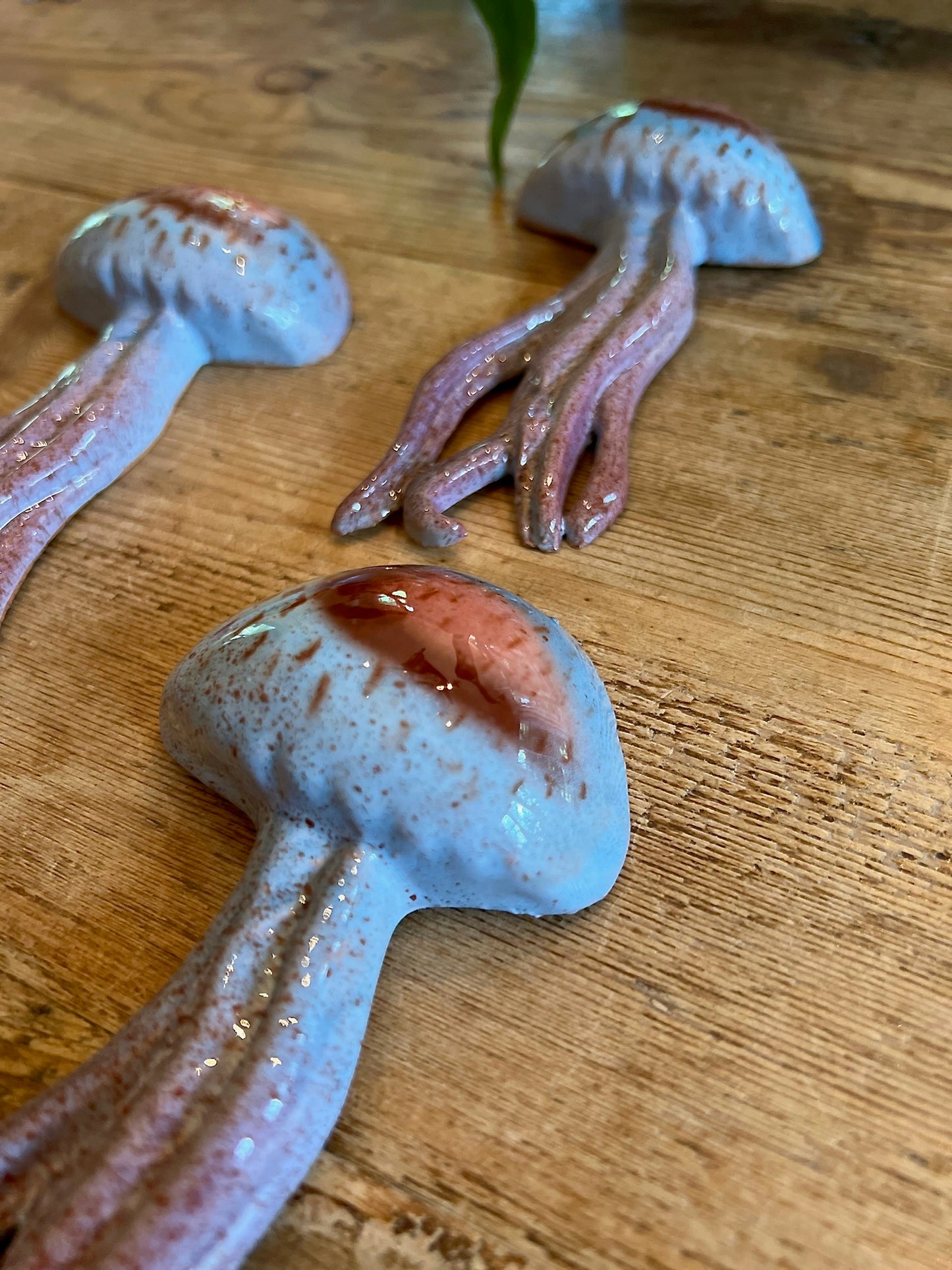Medusa - Jellyfish