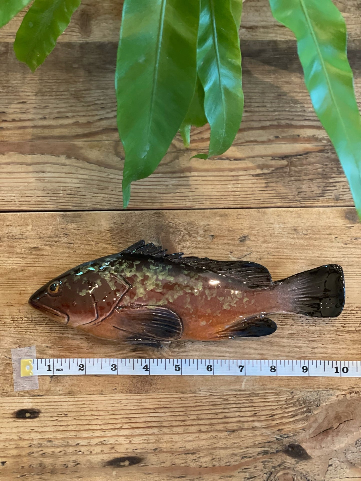 Cernia Piccolo - Dusky Grouper