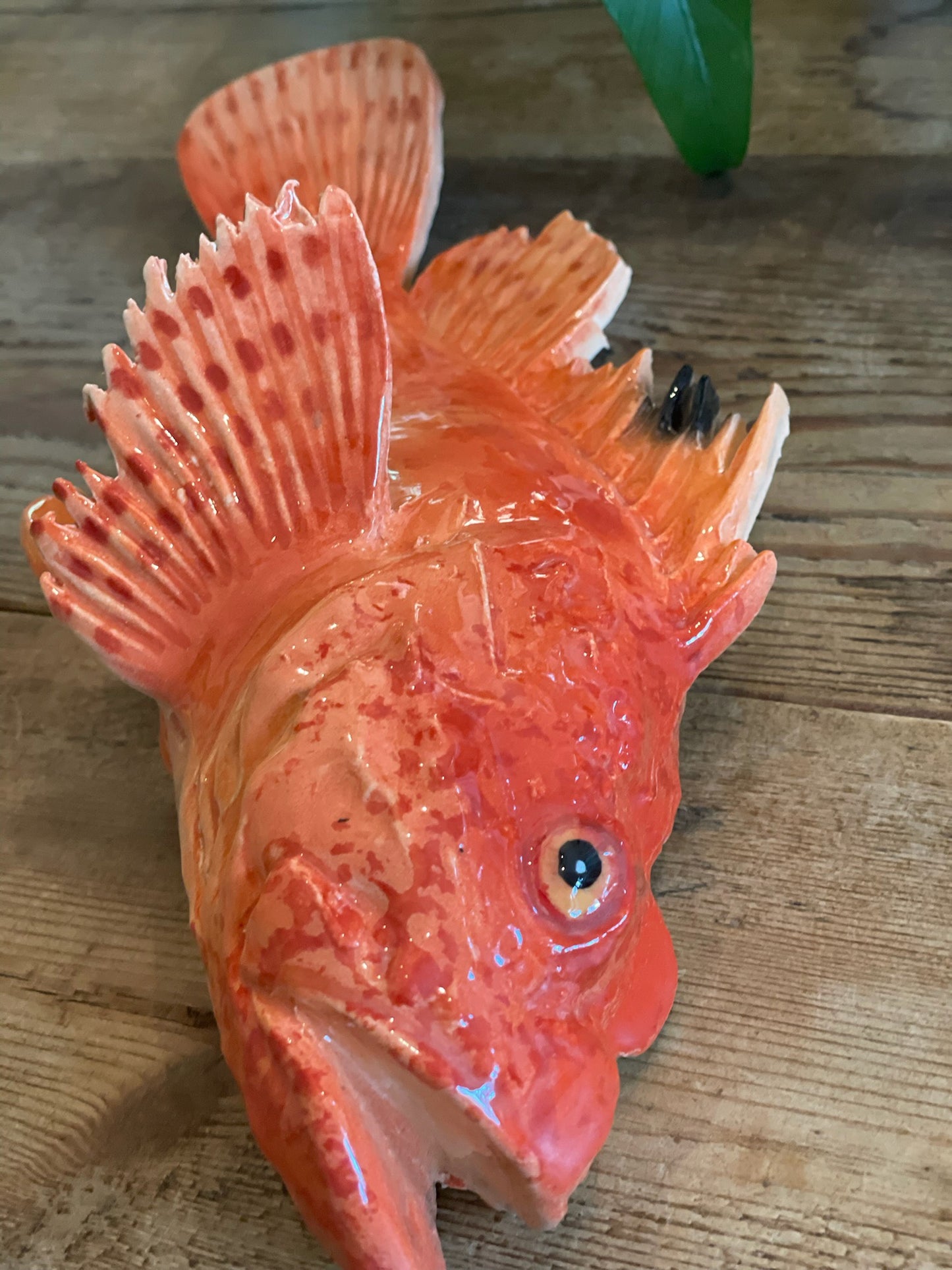 Cipolla - Red Scorpianfish