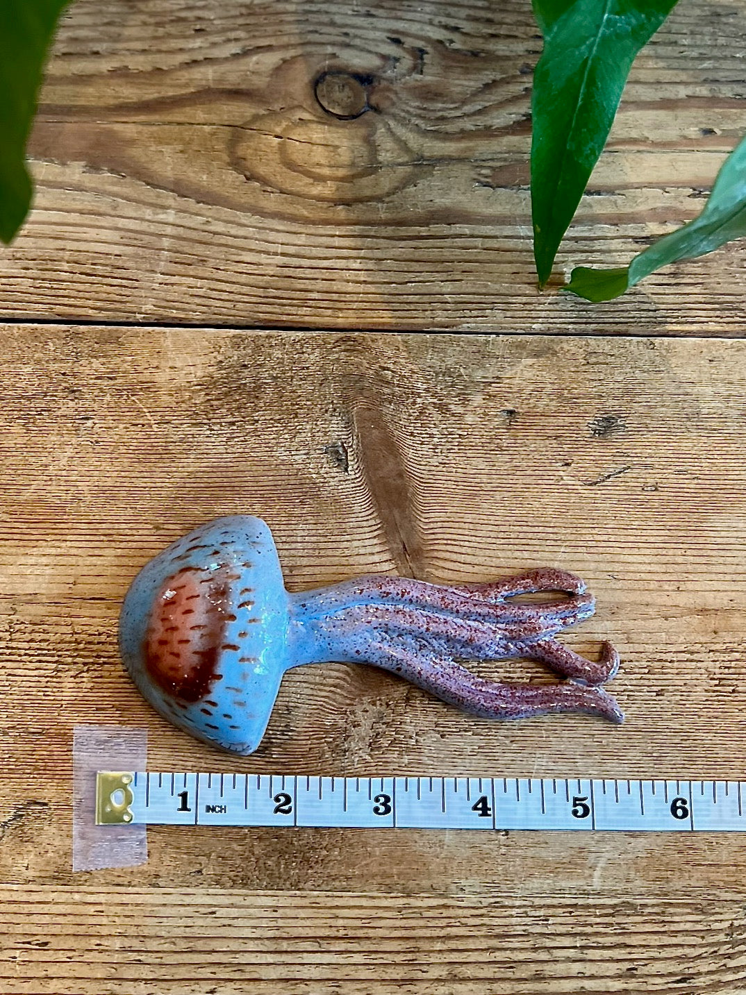 Medusa - Jellyfish