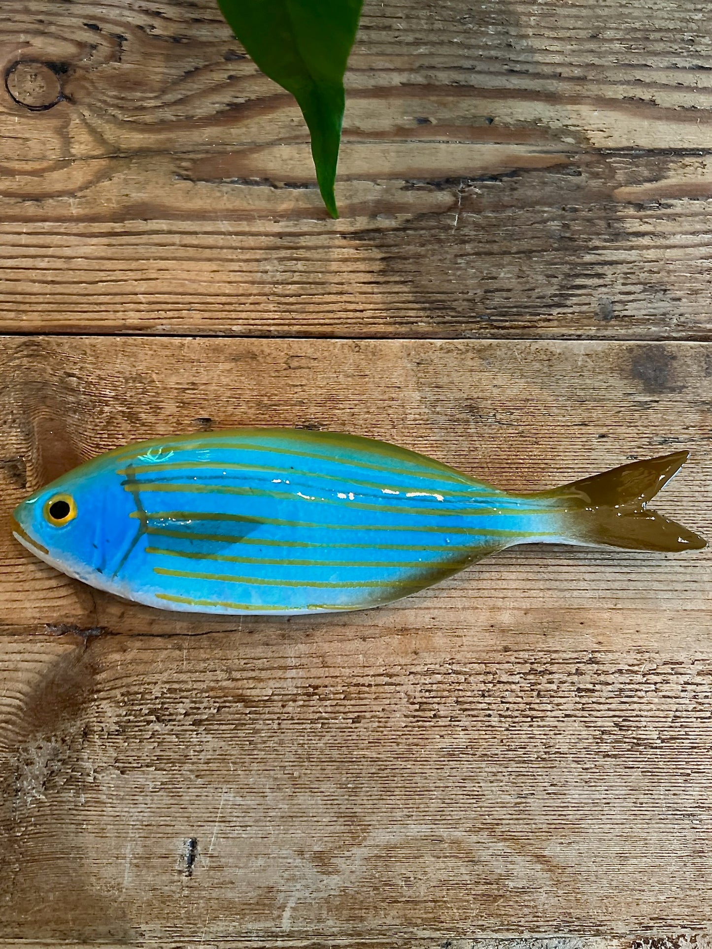 Salpa - Dreamfish