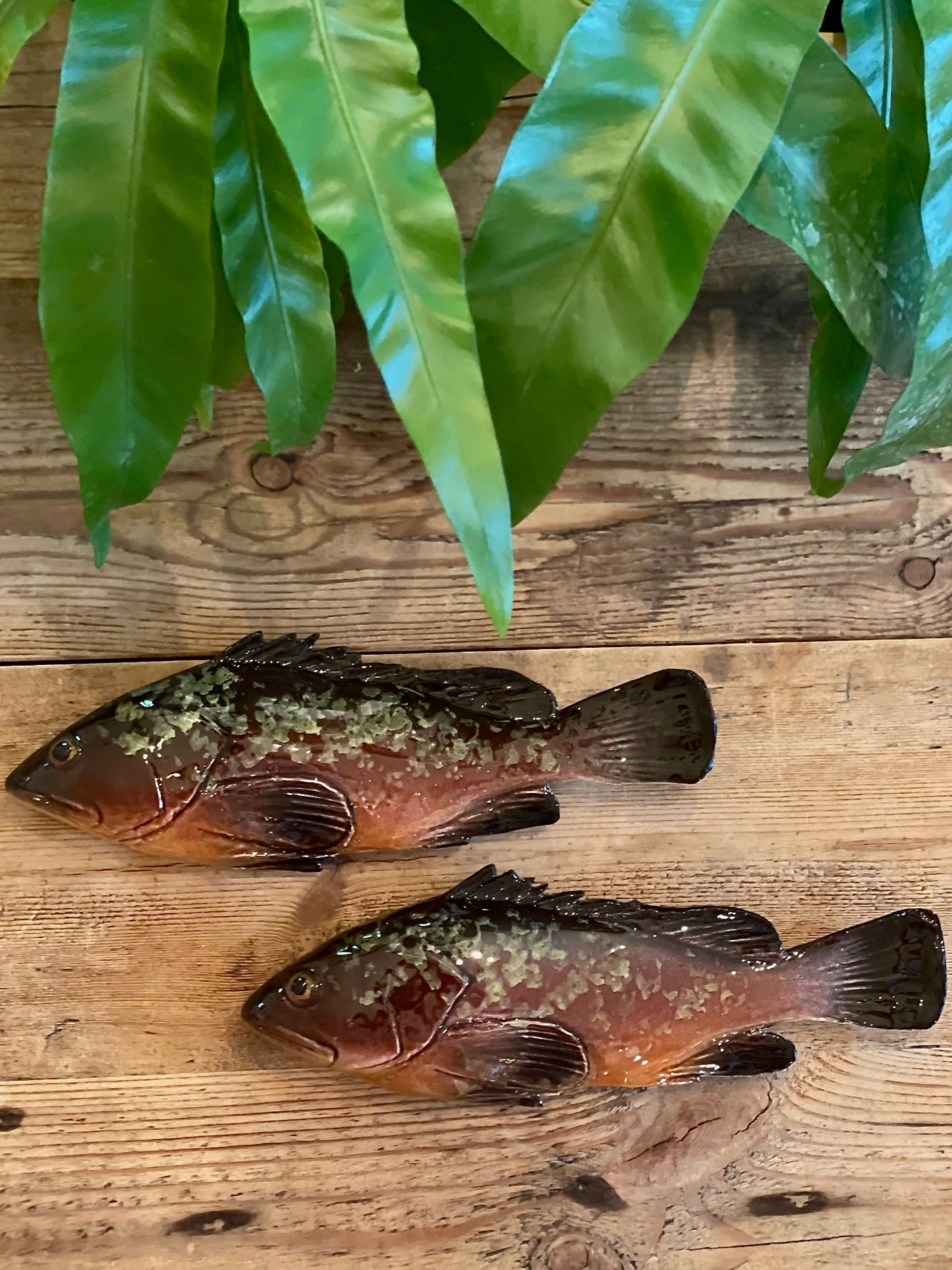Cernia Piccolo - Dusky Grouper