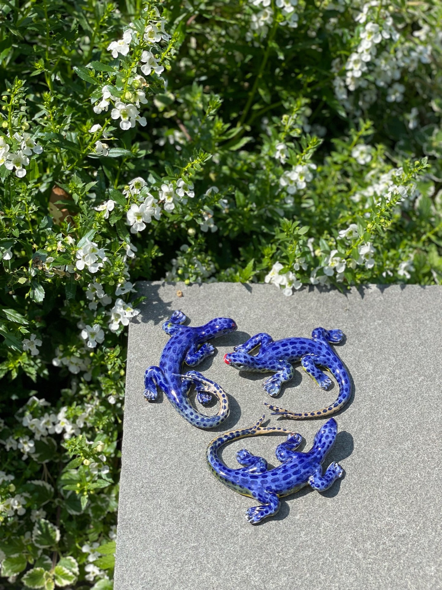 Lucertola Azzurra - Blue Lizard