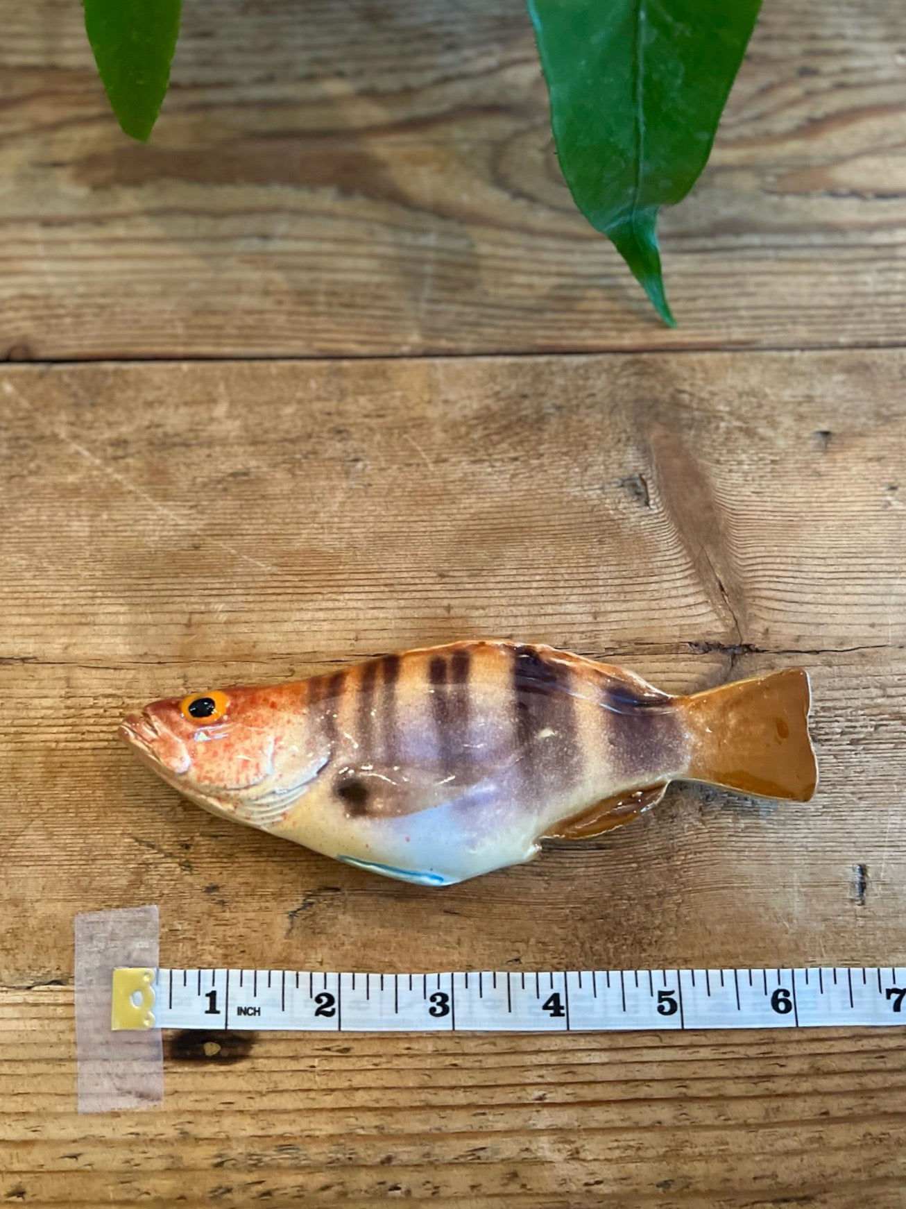 Sciarrano - Painted Comber