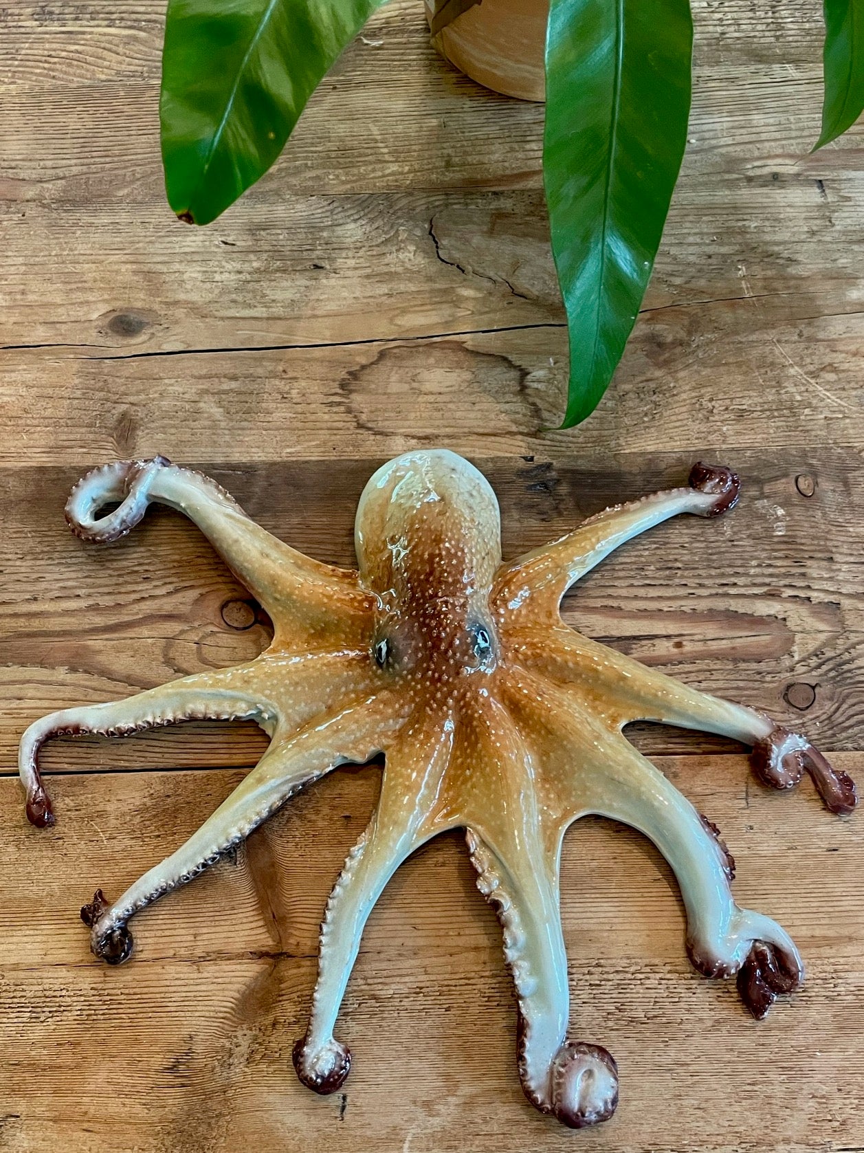 Polpo Grande - Large Octopus