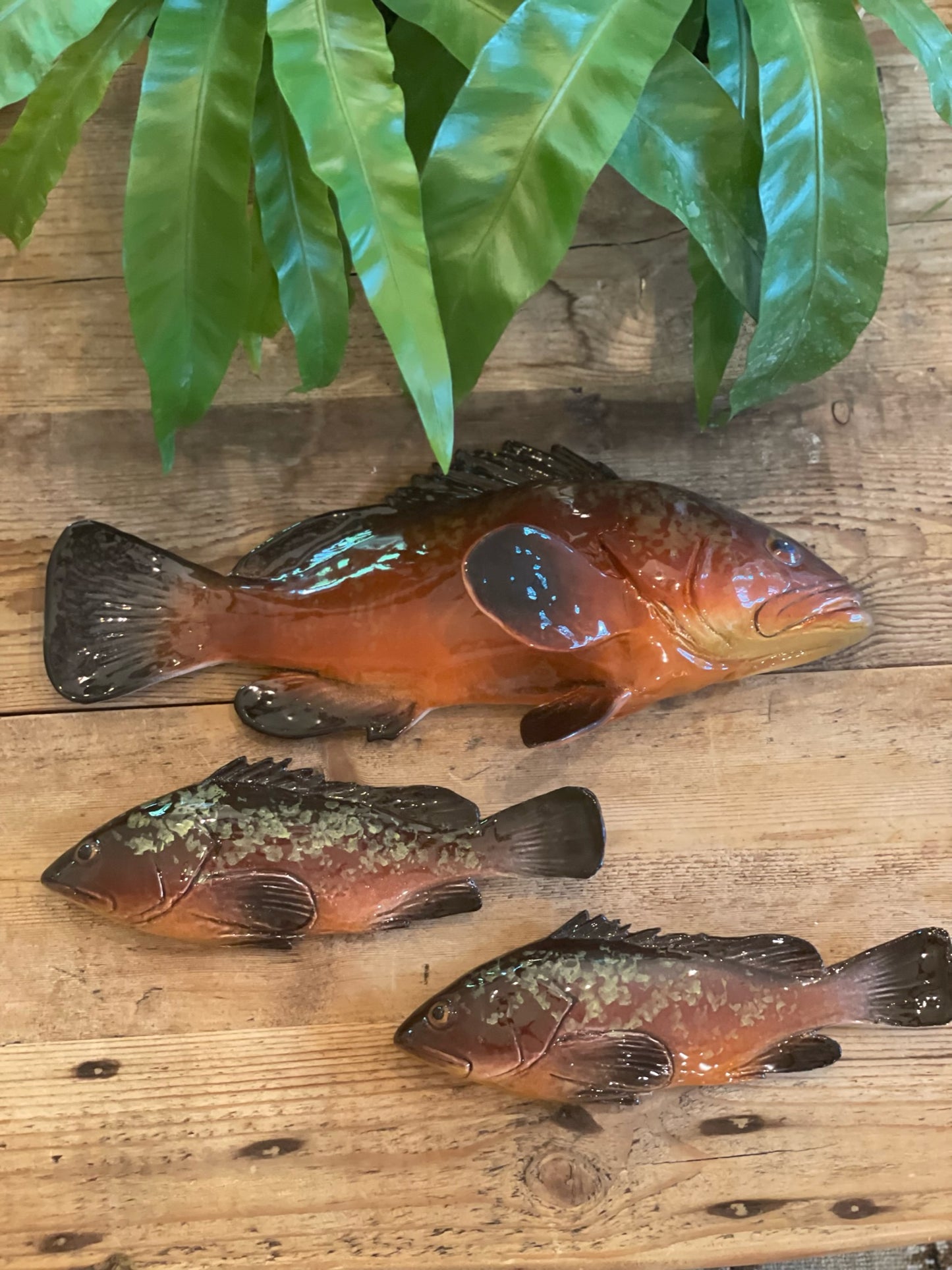 Cernia Grande - Large Dusky Grouper