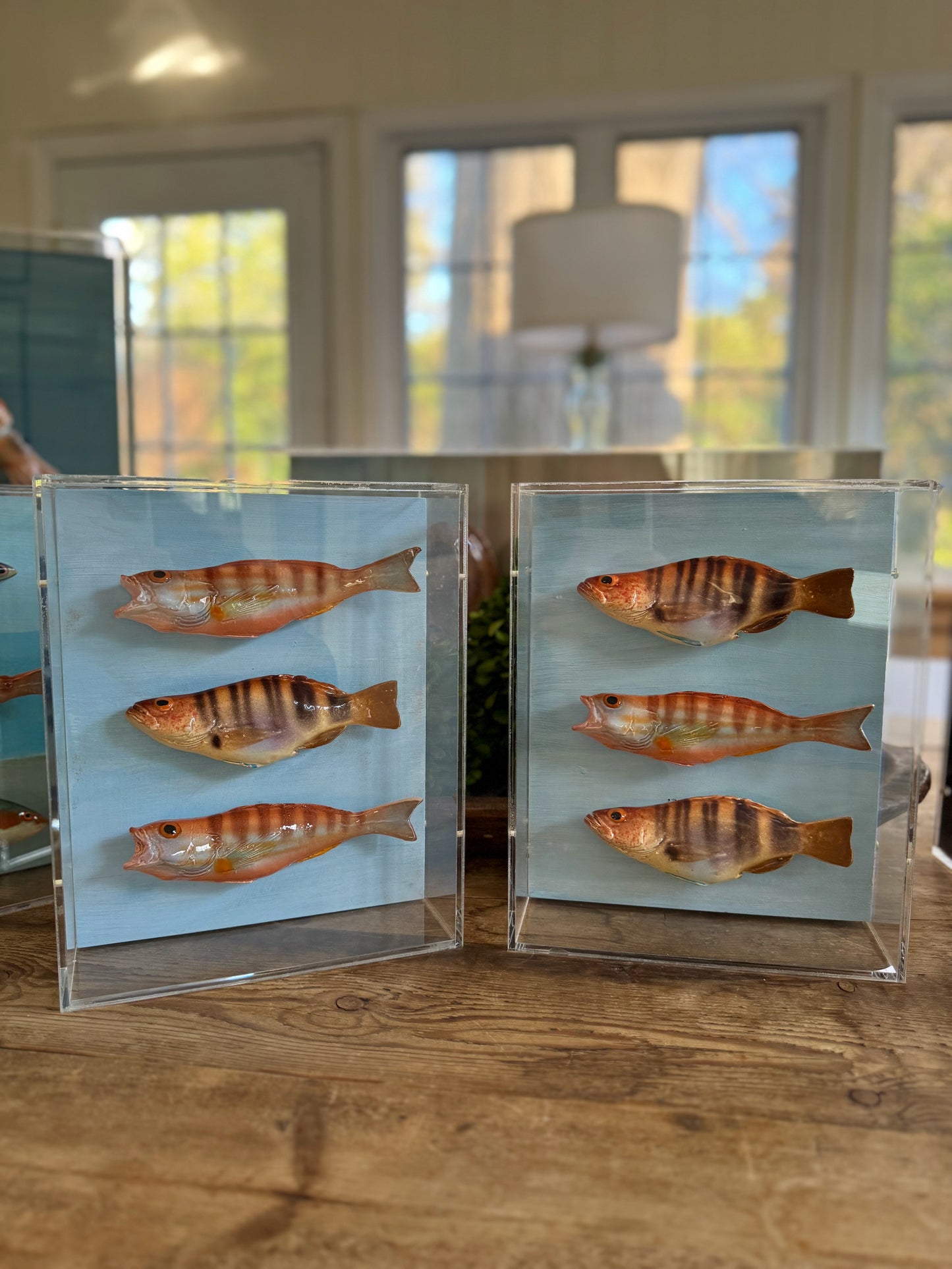Comber Trio - Swimming Left     8"x10"