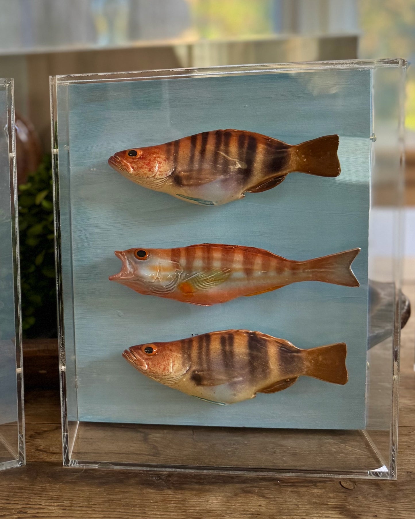 Comber Trio - Swimming Left     8"x10"