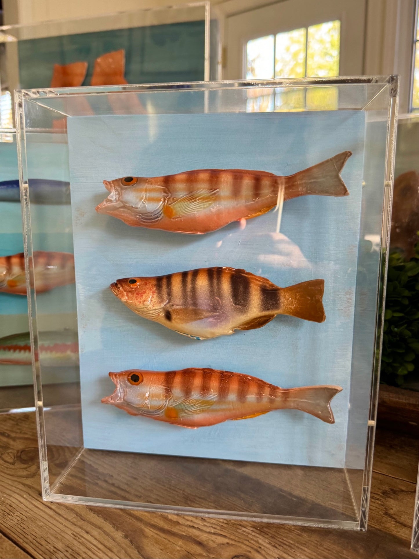 Comber Trio - Swimming Left   8"x10"