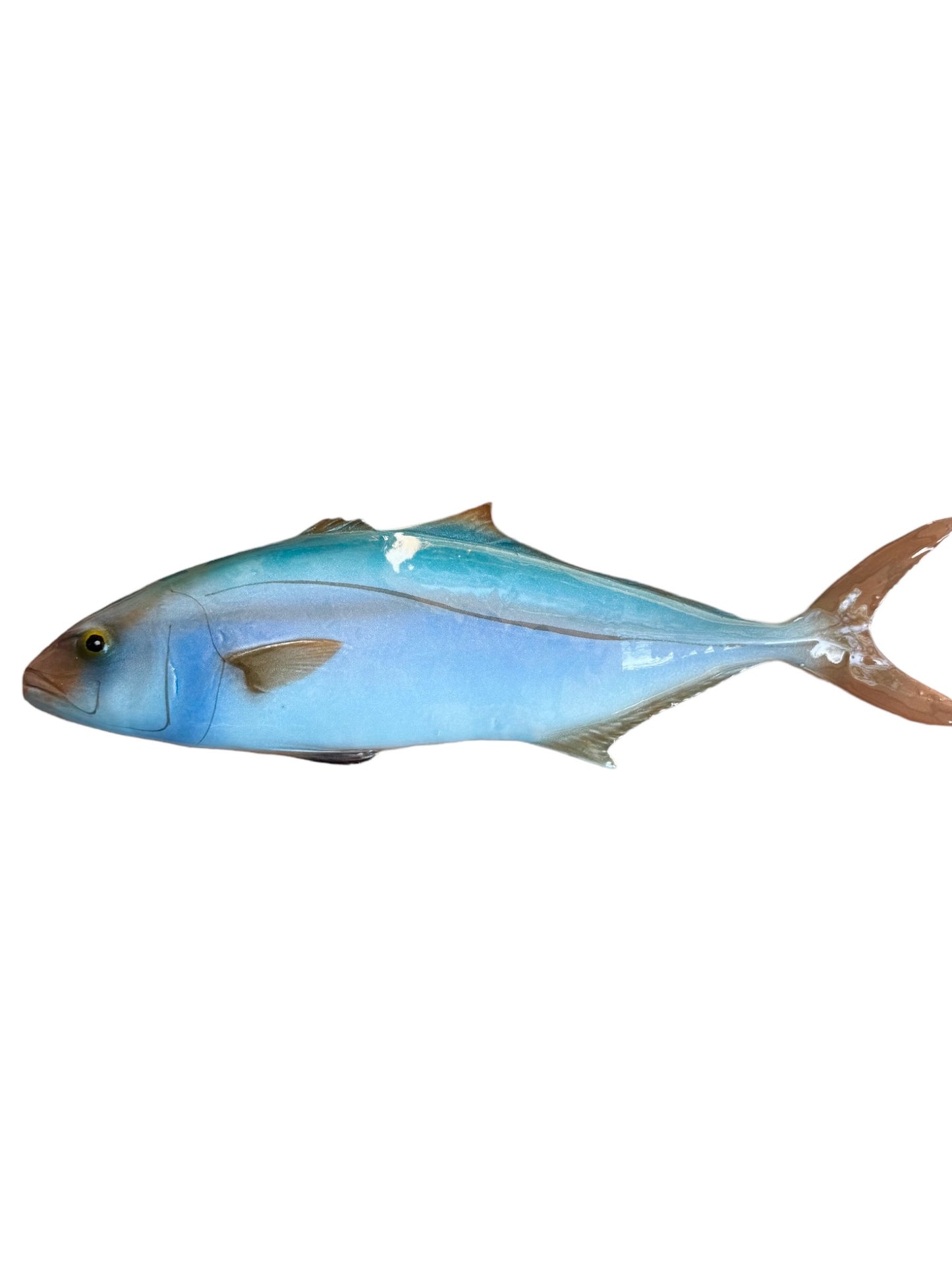 Ricciola - Amberjack