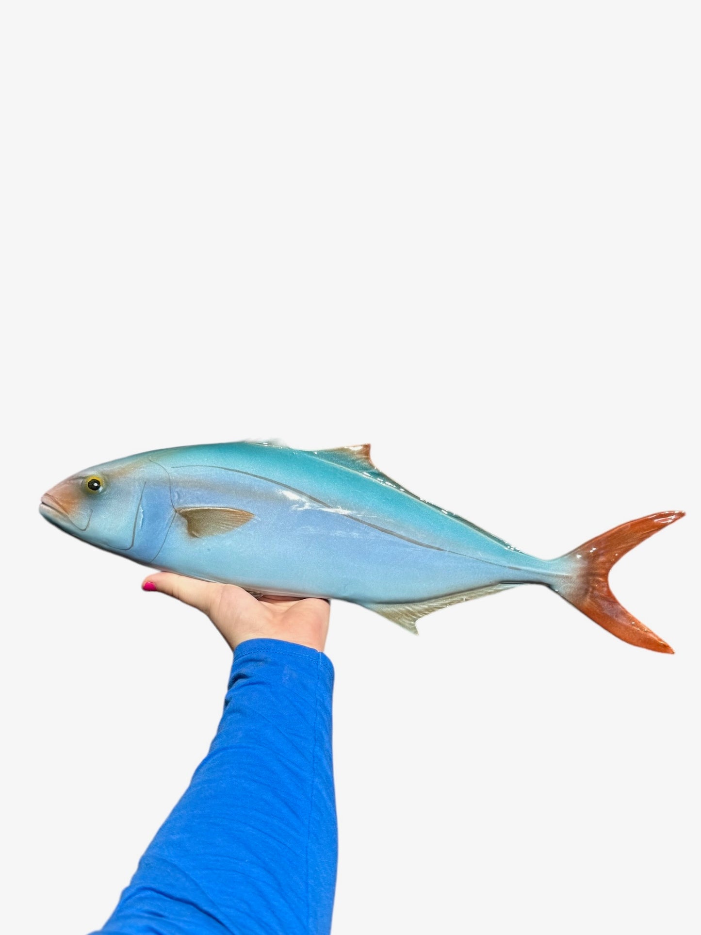 Ricciola - Amberjack