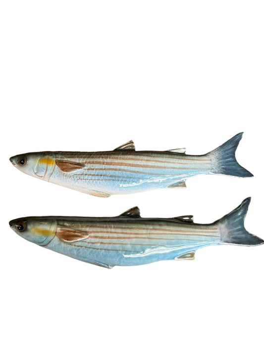 Cefalo - Flathead Grey Mullet