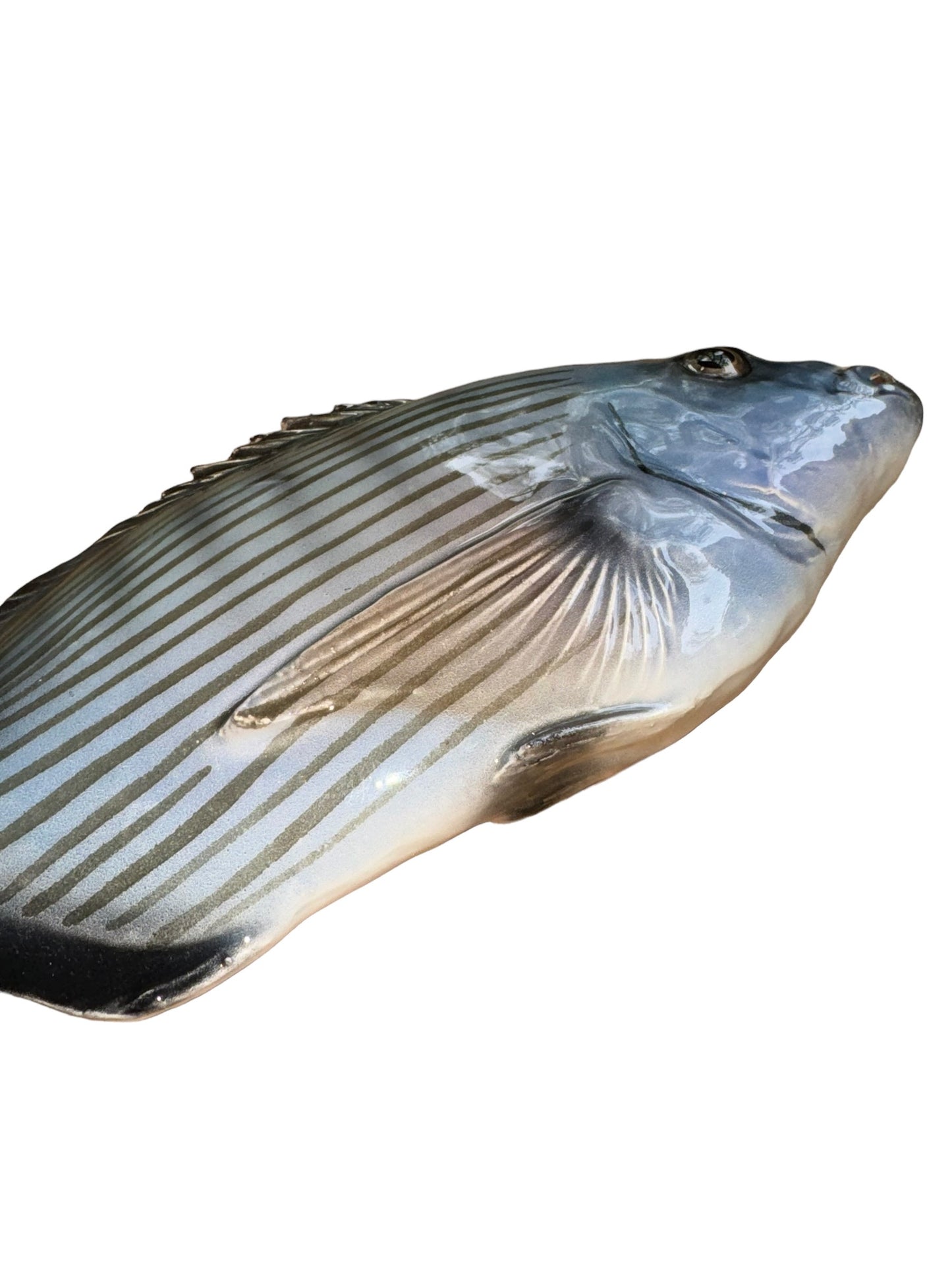 Sarago Grande - Big White Sea Bream
