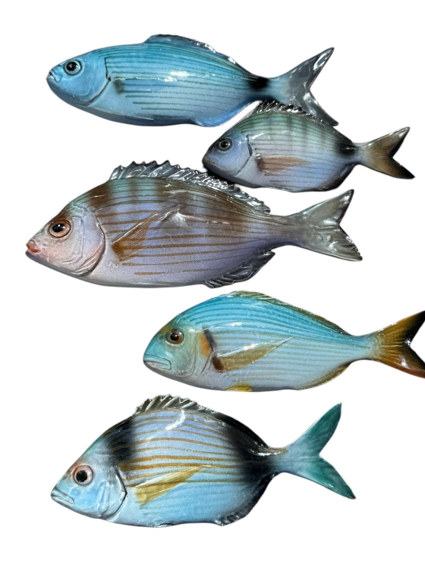Orata - Gilt-head Sea Bream