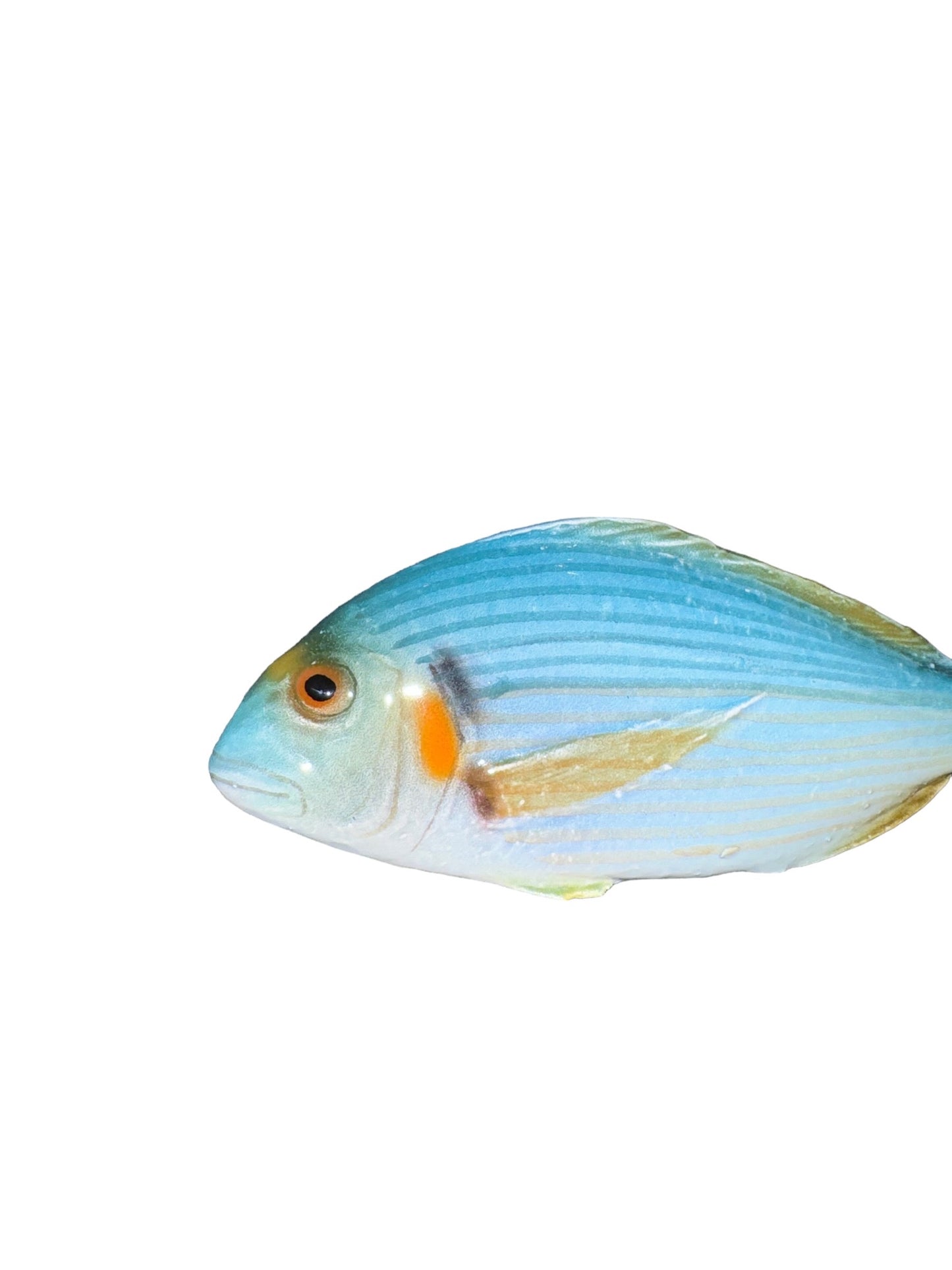 Orata - Gilt-head Sea Bream