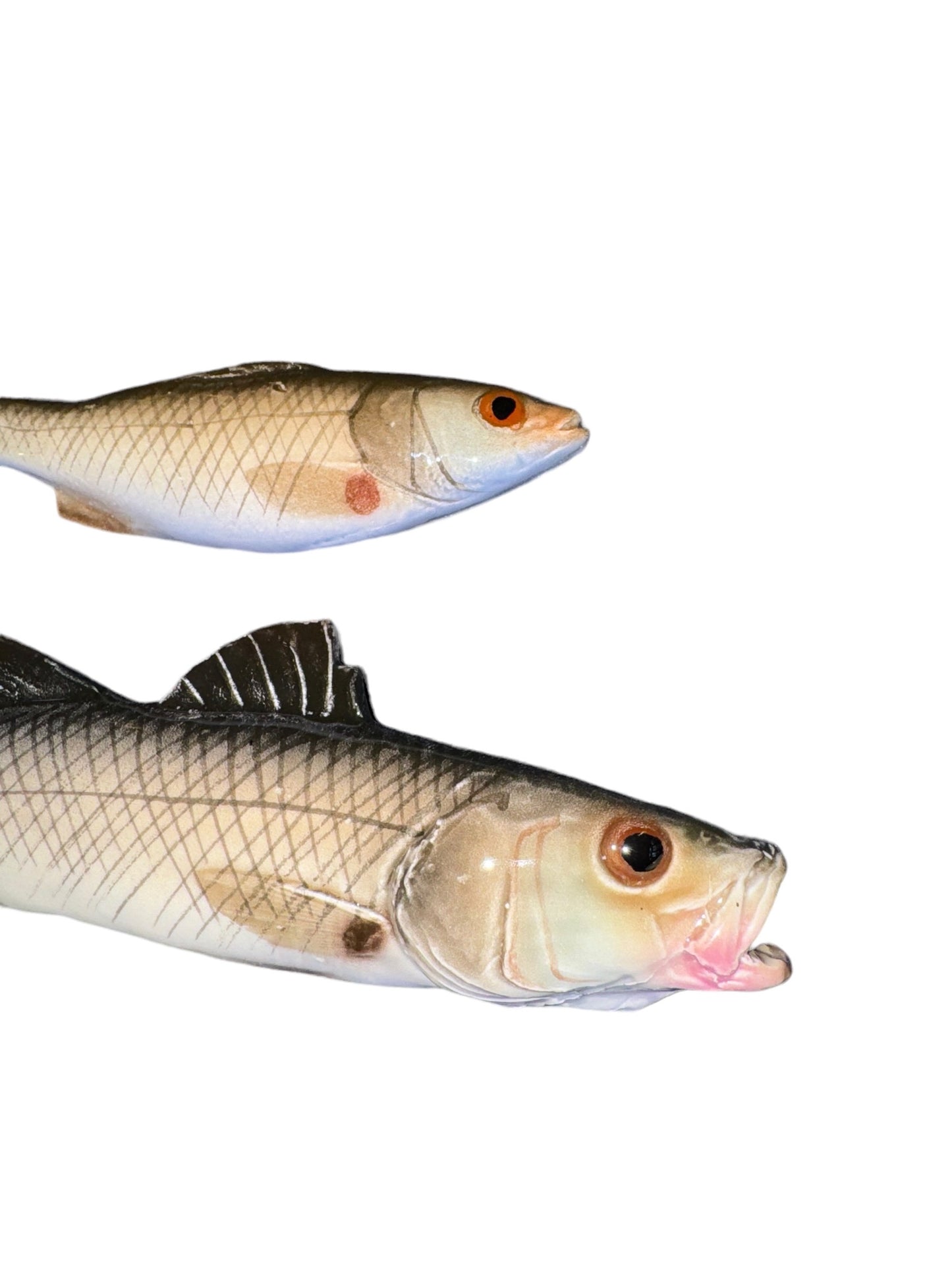 Spigola Piccola - Small Sea Bass