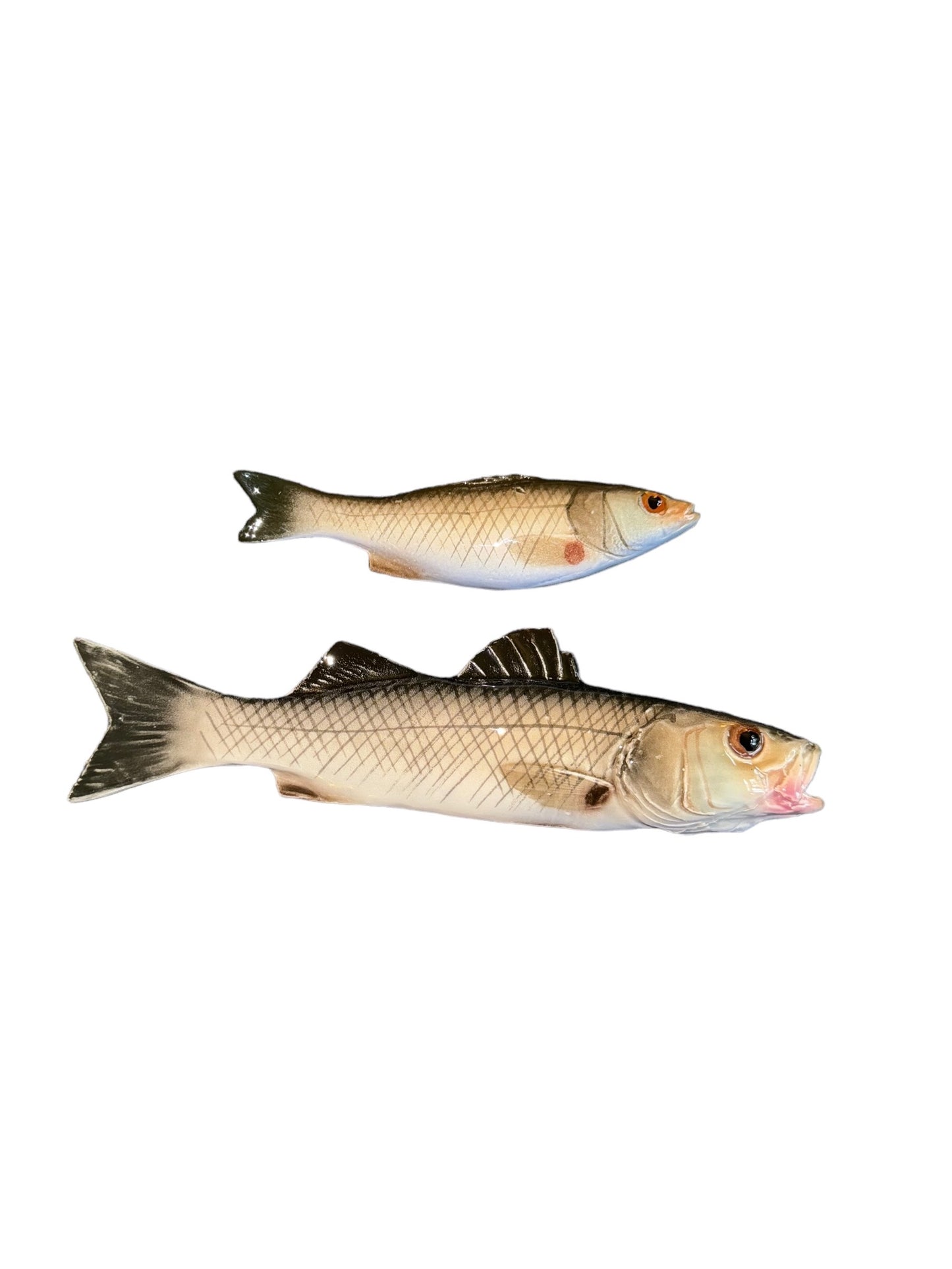 Spigola Medio - Medium Sea Bass
