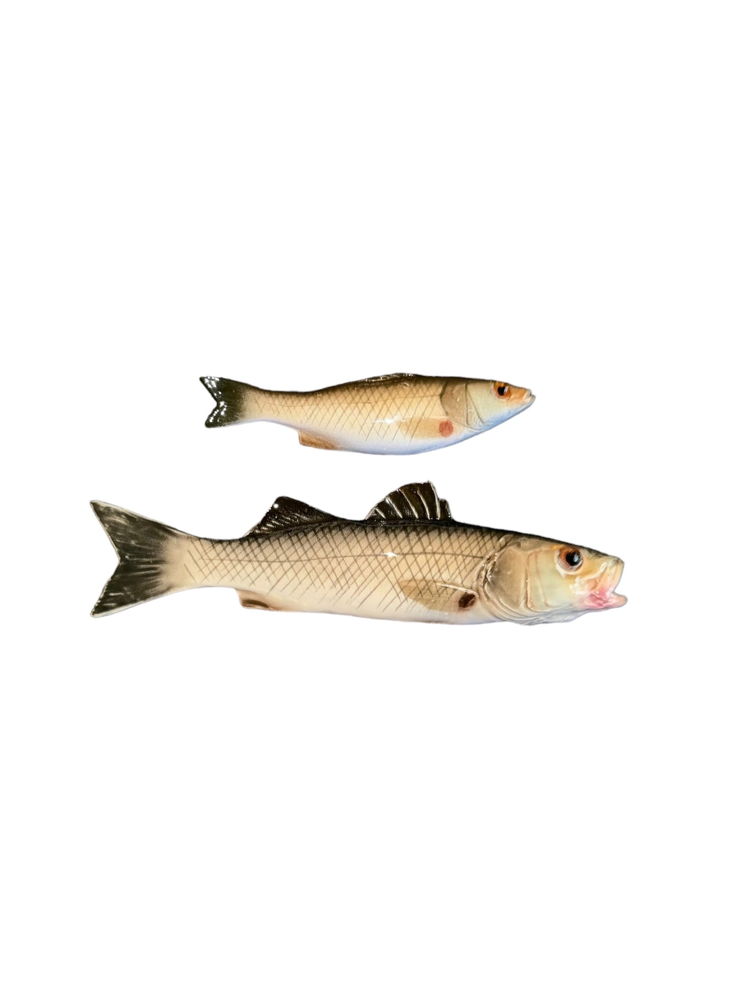 Spigola Piccola - Small Sea Bass
